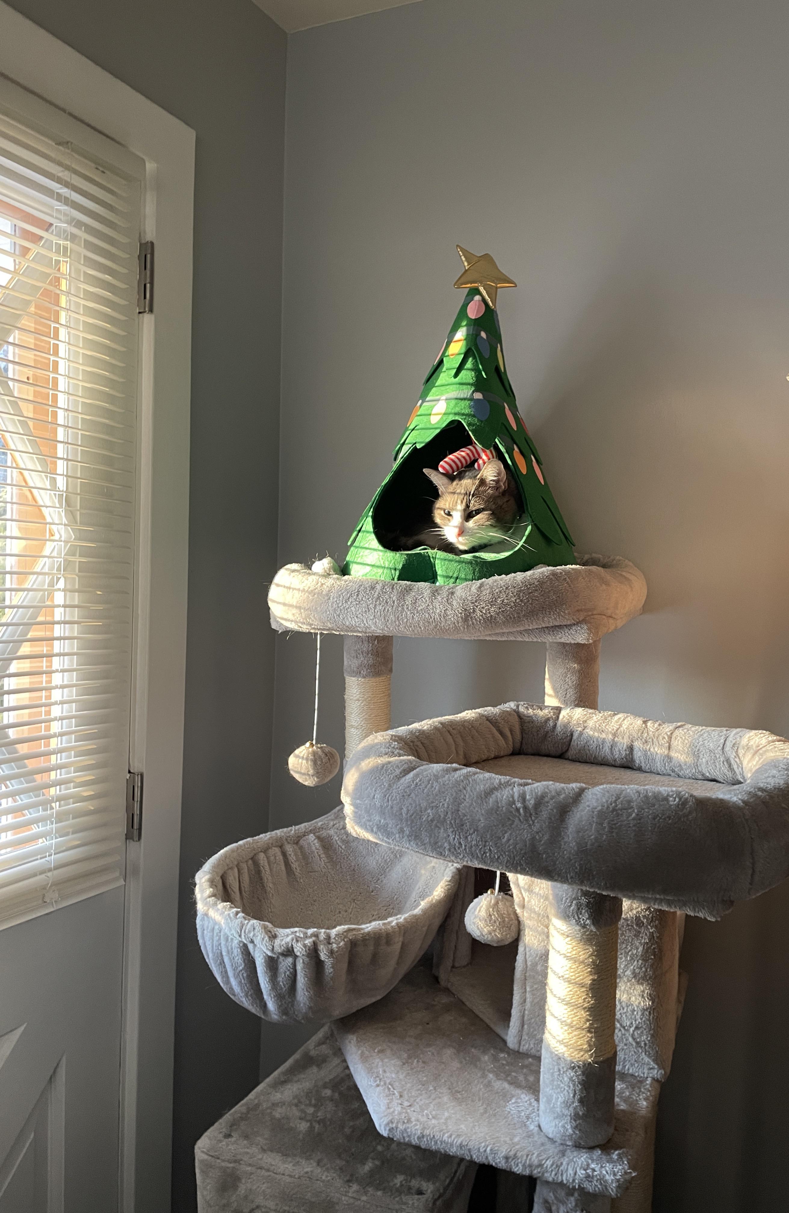 Cat proof Christmas tree r/cat