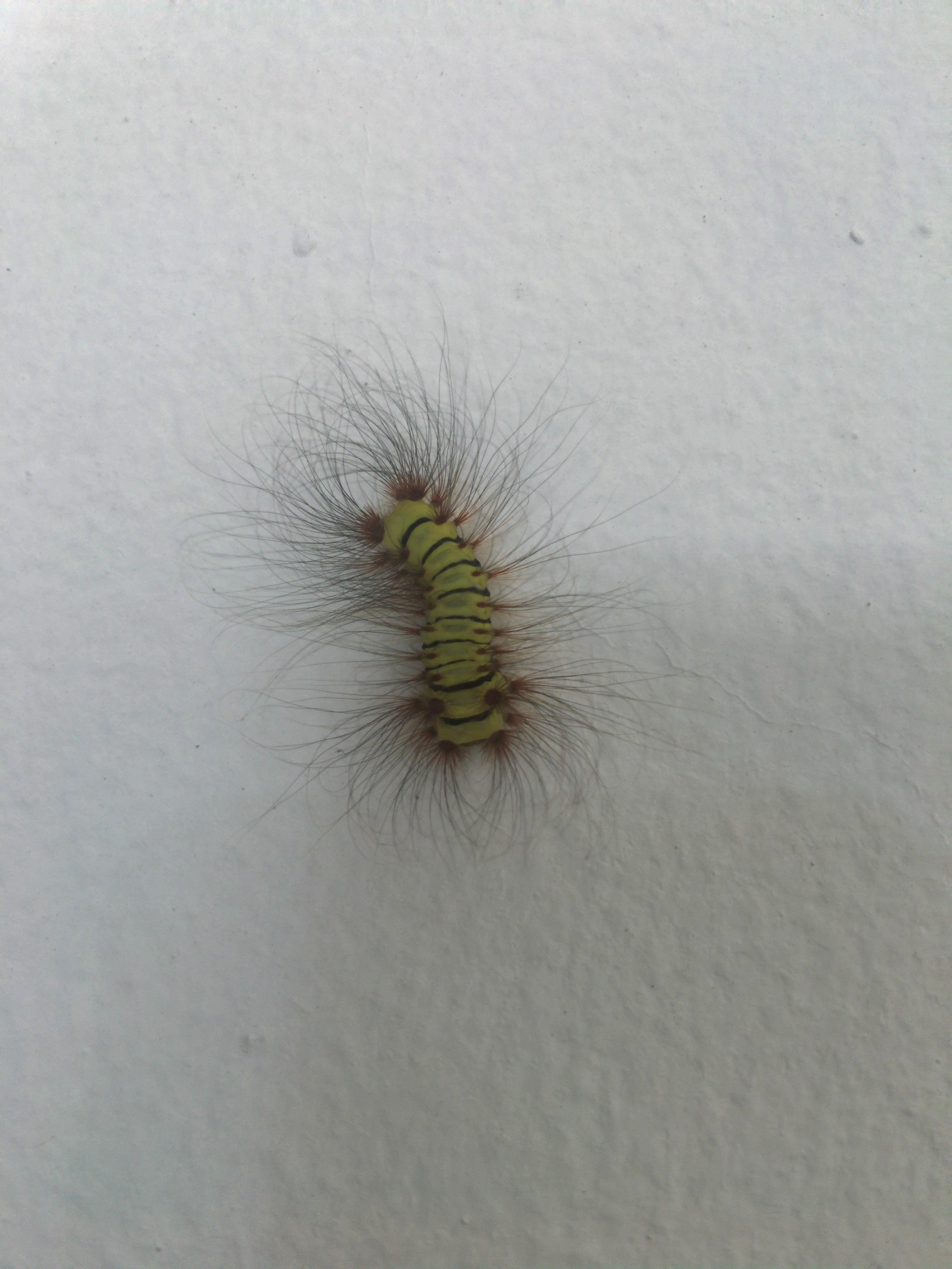 Caterpillar found in Tegucigalpa, Honduras r/whatsthisbug