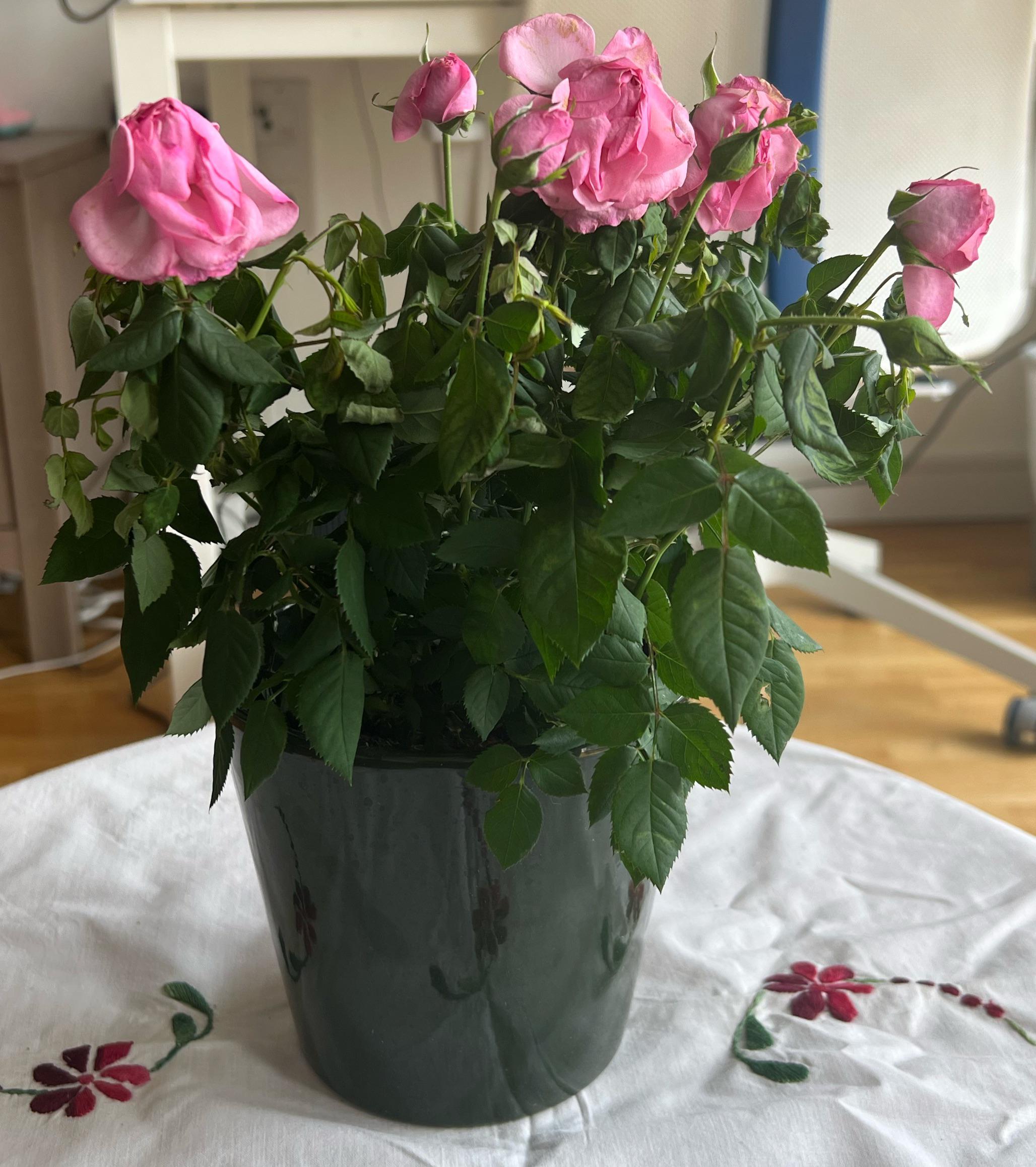 Rose Plant Wilting r/gardening