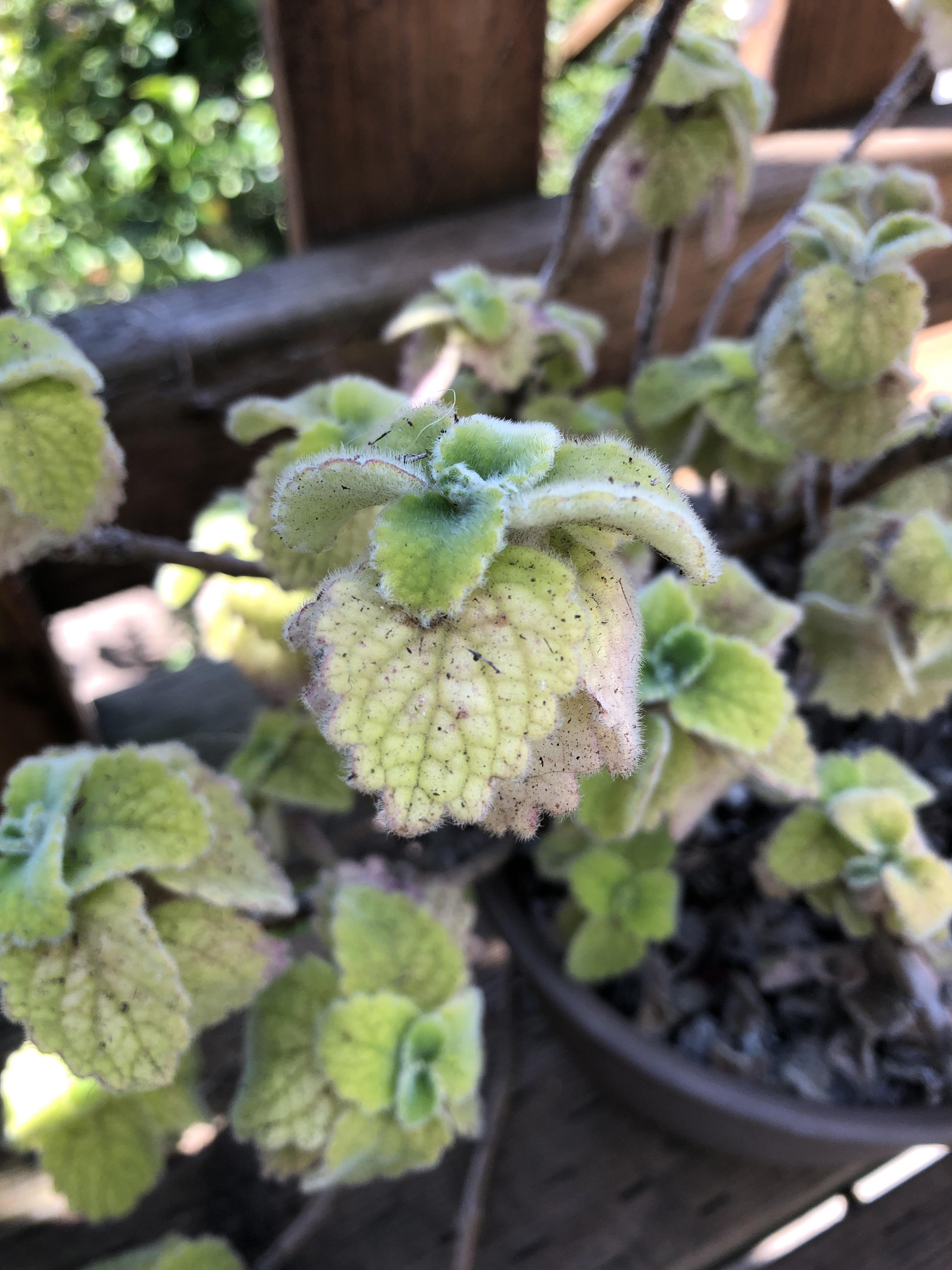 Very fuzzy leaves, no strong smell when leaves are crushed. I bought it