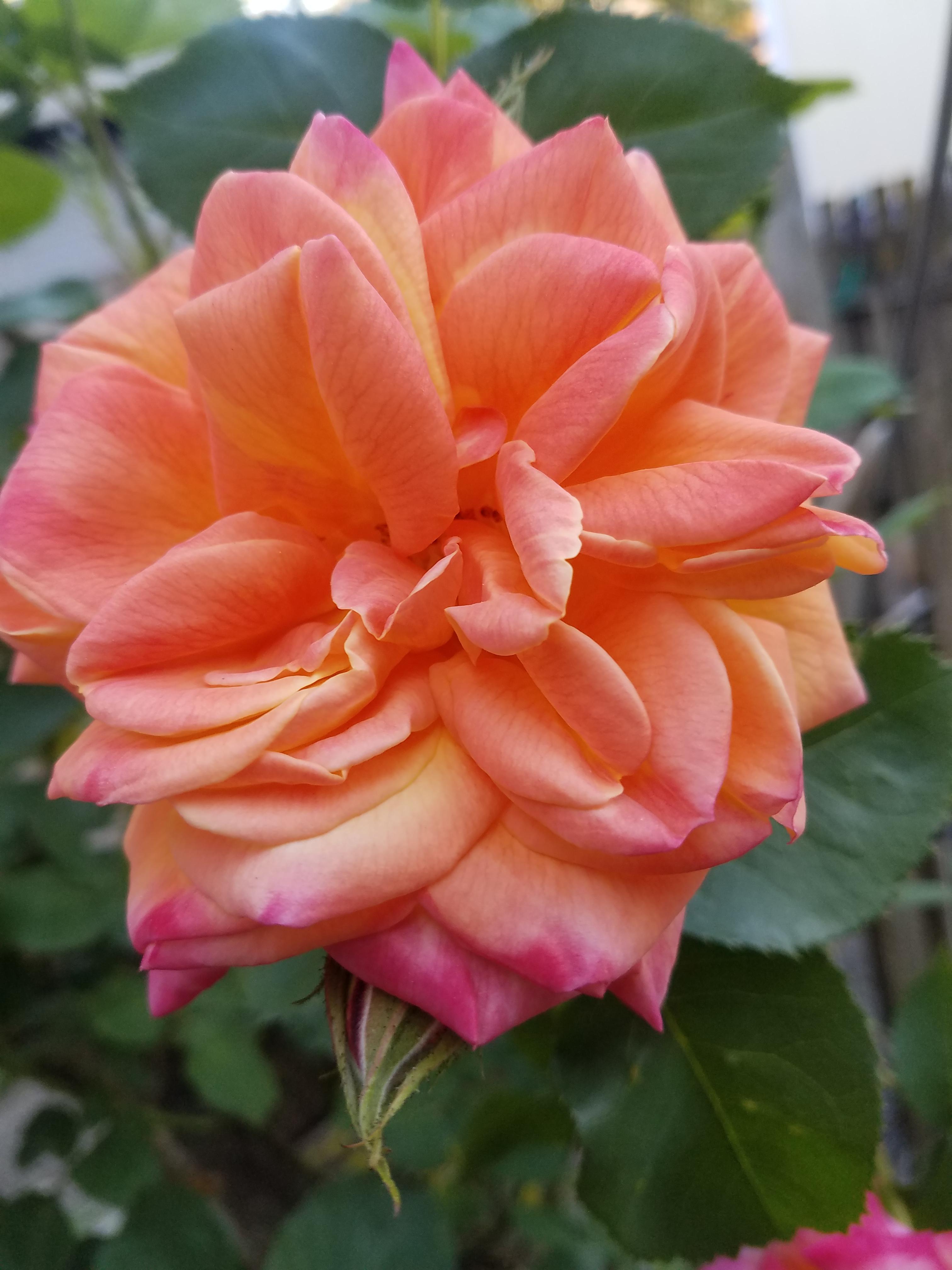 Spotted in Western Washington r/Roses