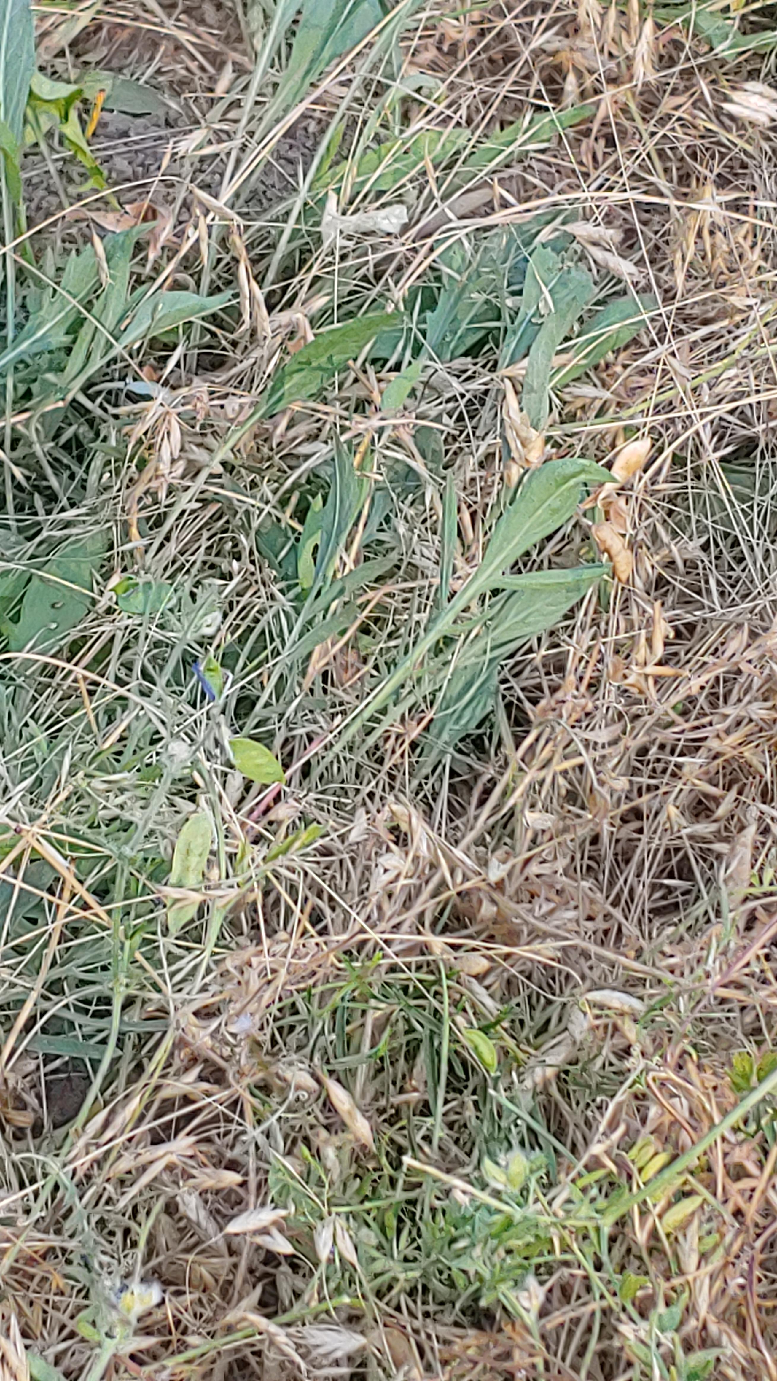 Grass that was slowly pulled underground? r/Whatisthis