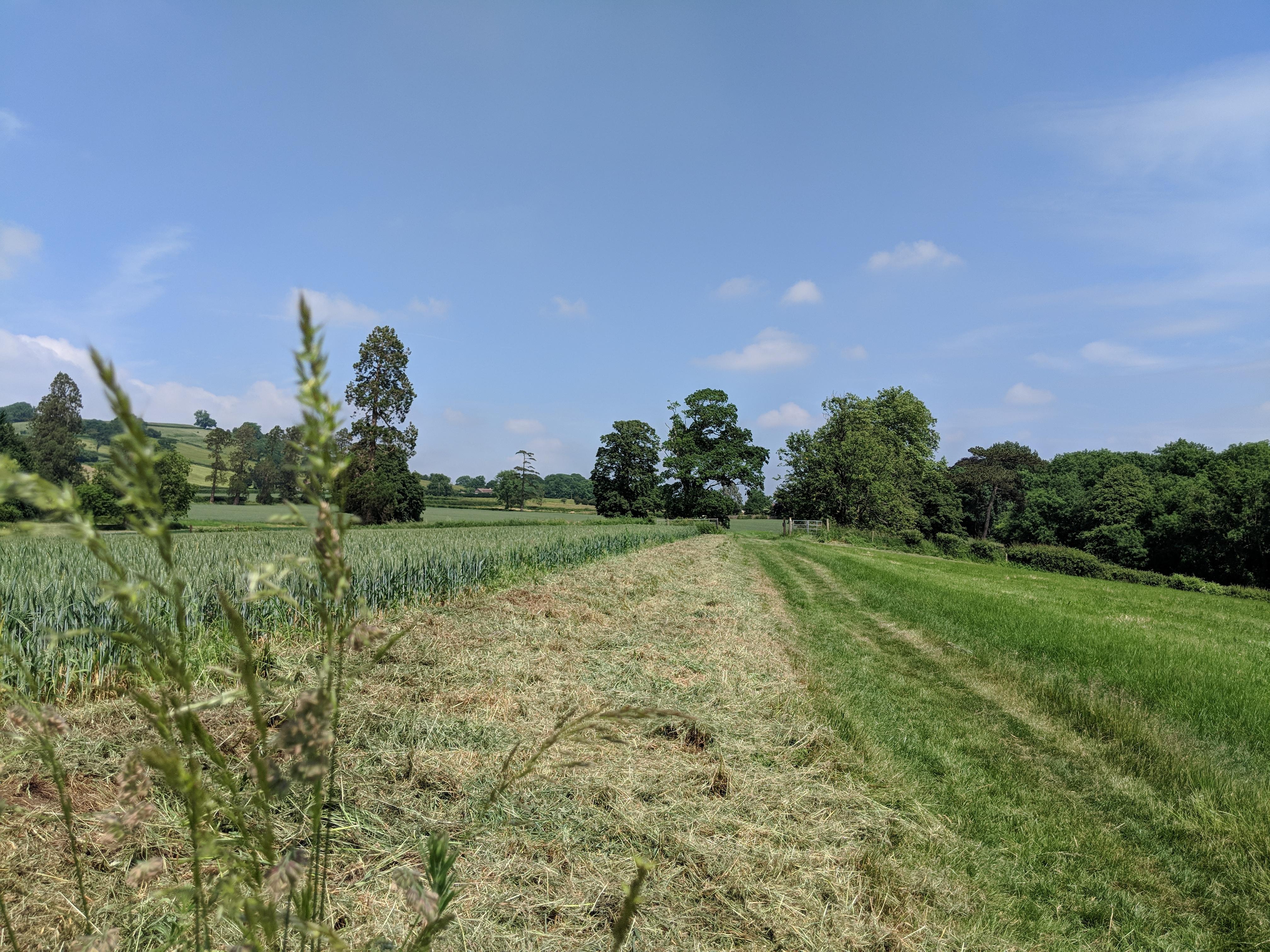 A field in England. Norton Malreward, Somerset. 4032 x 3024 [OC] r