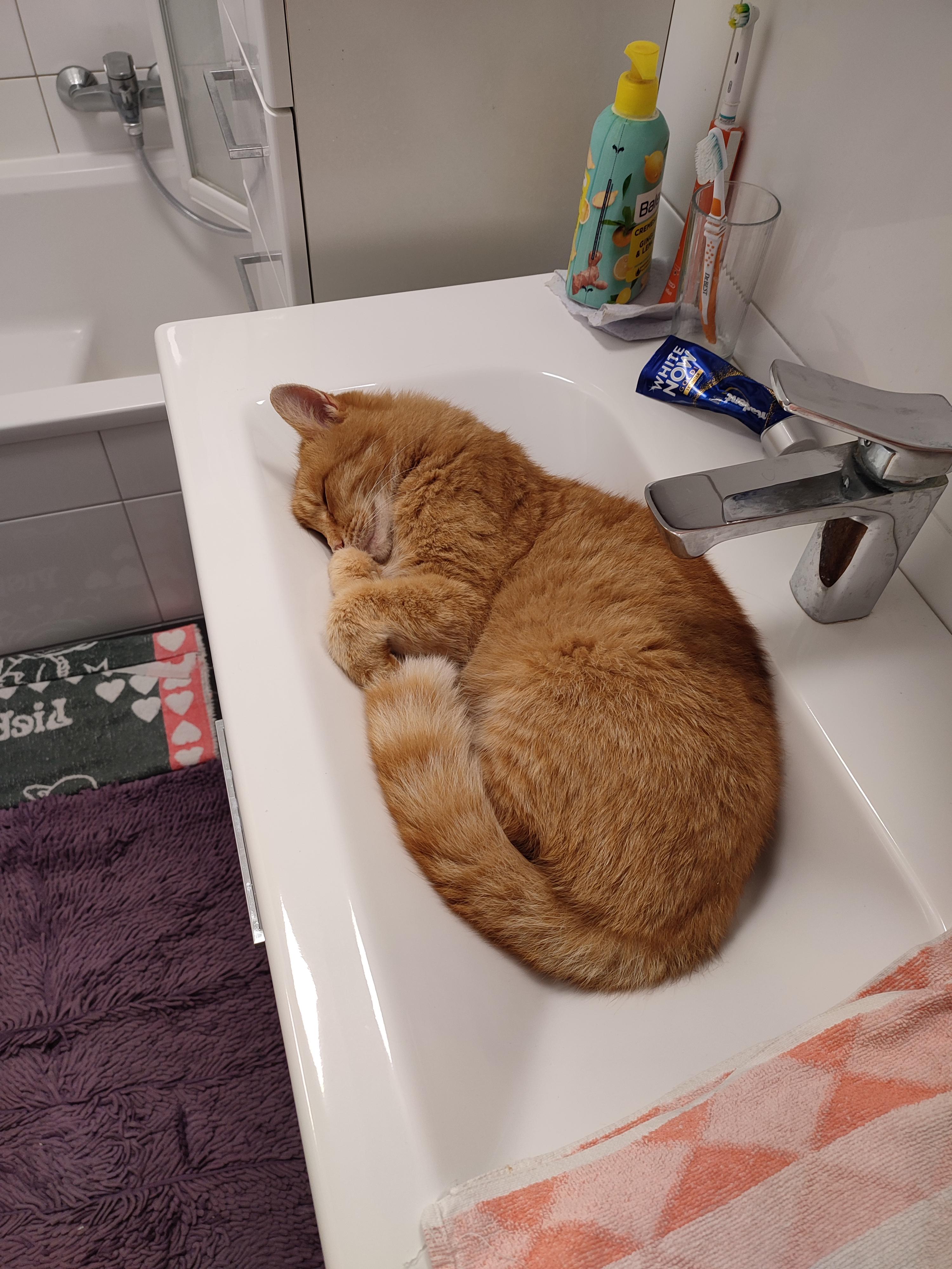 I don't know why...he just loves sinks r/gingercats