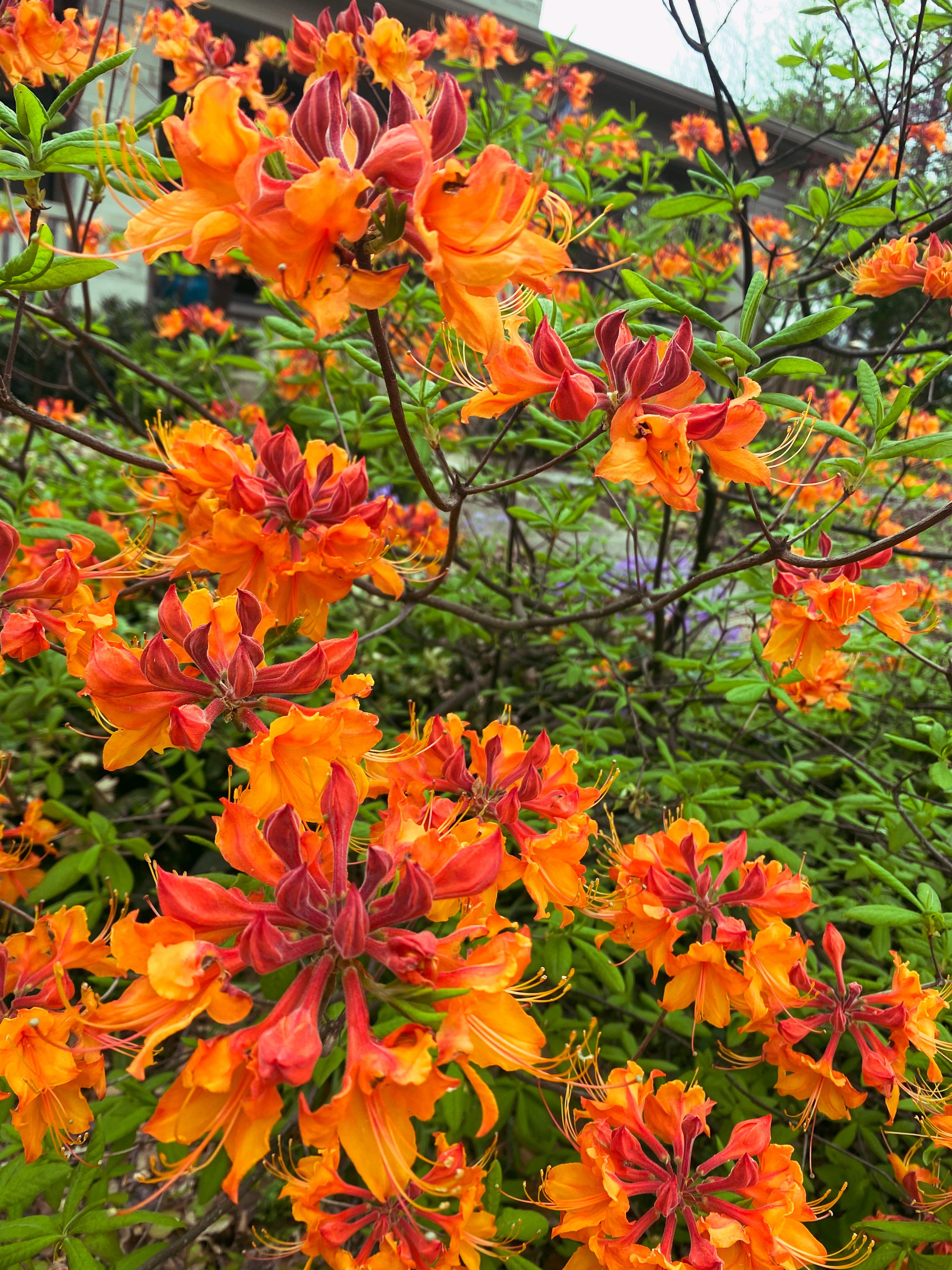 This flame azalea (rhododendron) in my neighborhood. It’s a stunner