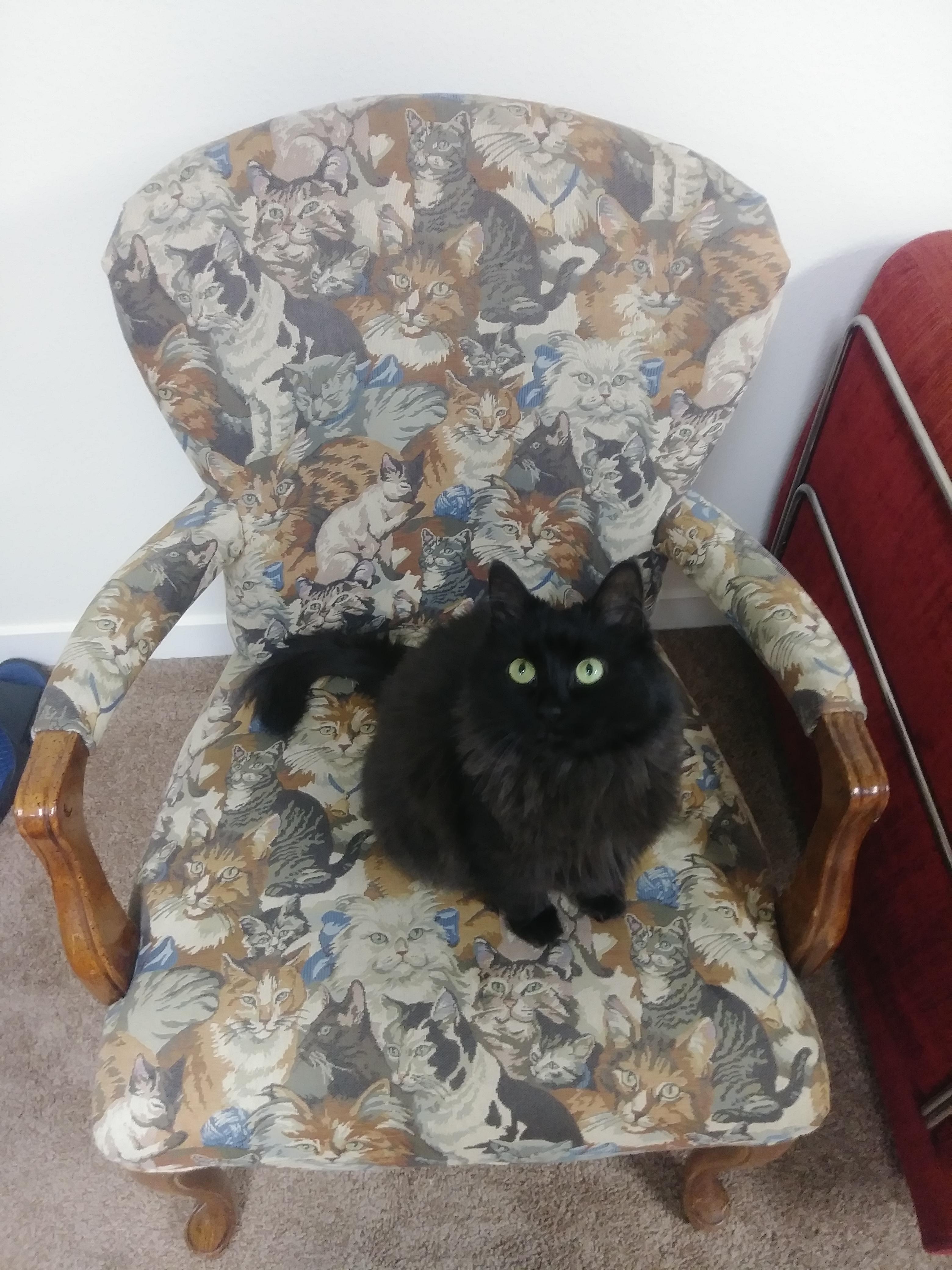 Amazing cat chair I found at a garage sale (Actual cat prepurchased