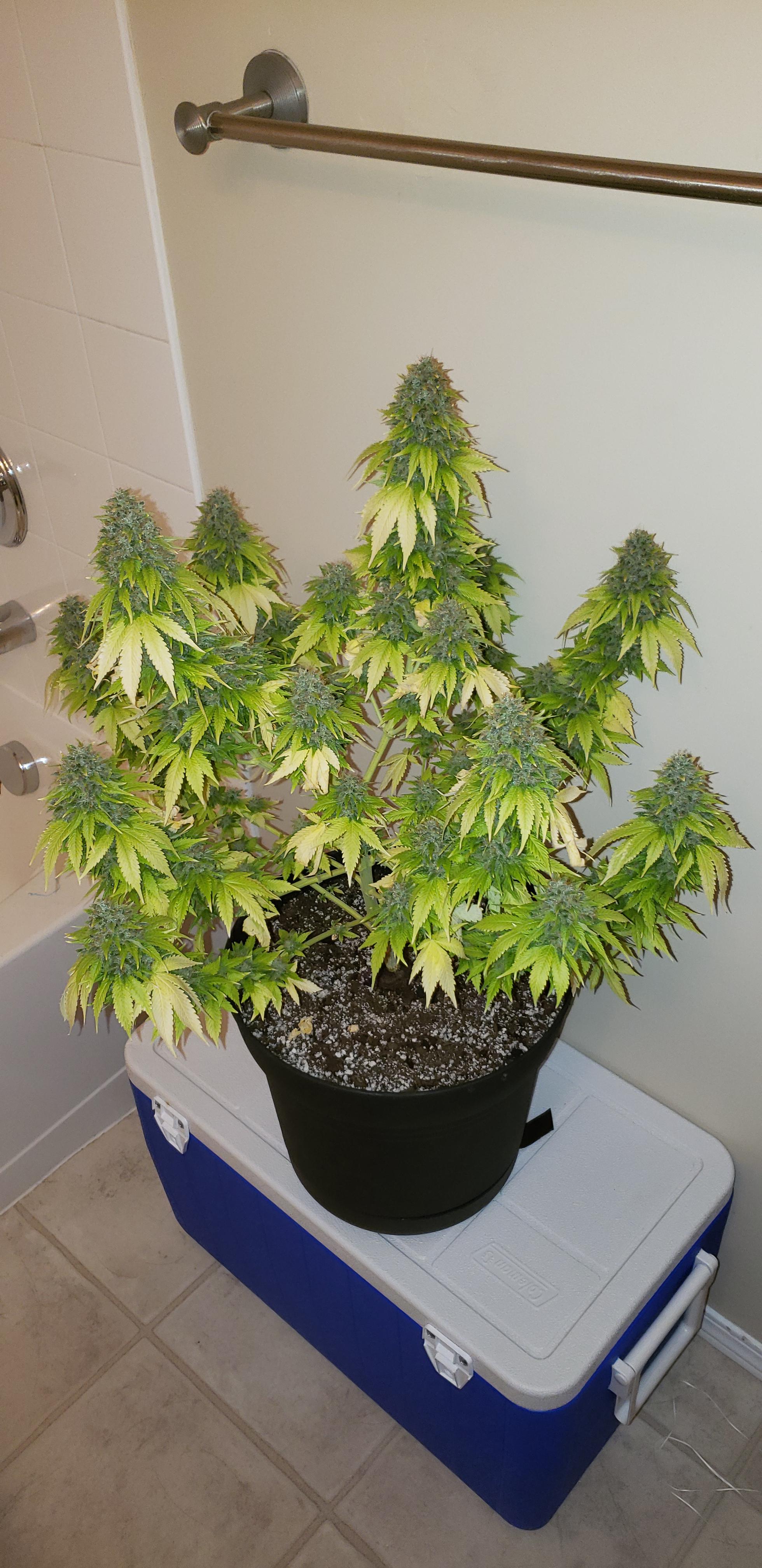 Maui waui First grow complete!! r/microgrowery