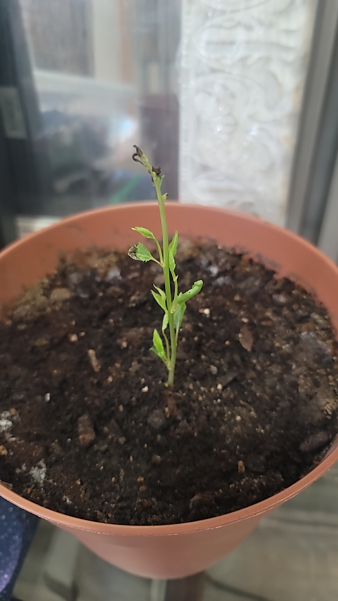 wilting leaves, is this normal? r/plantclinic