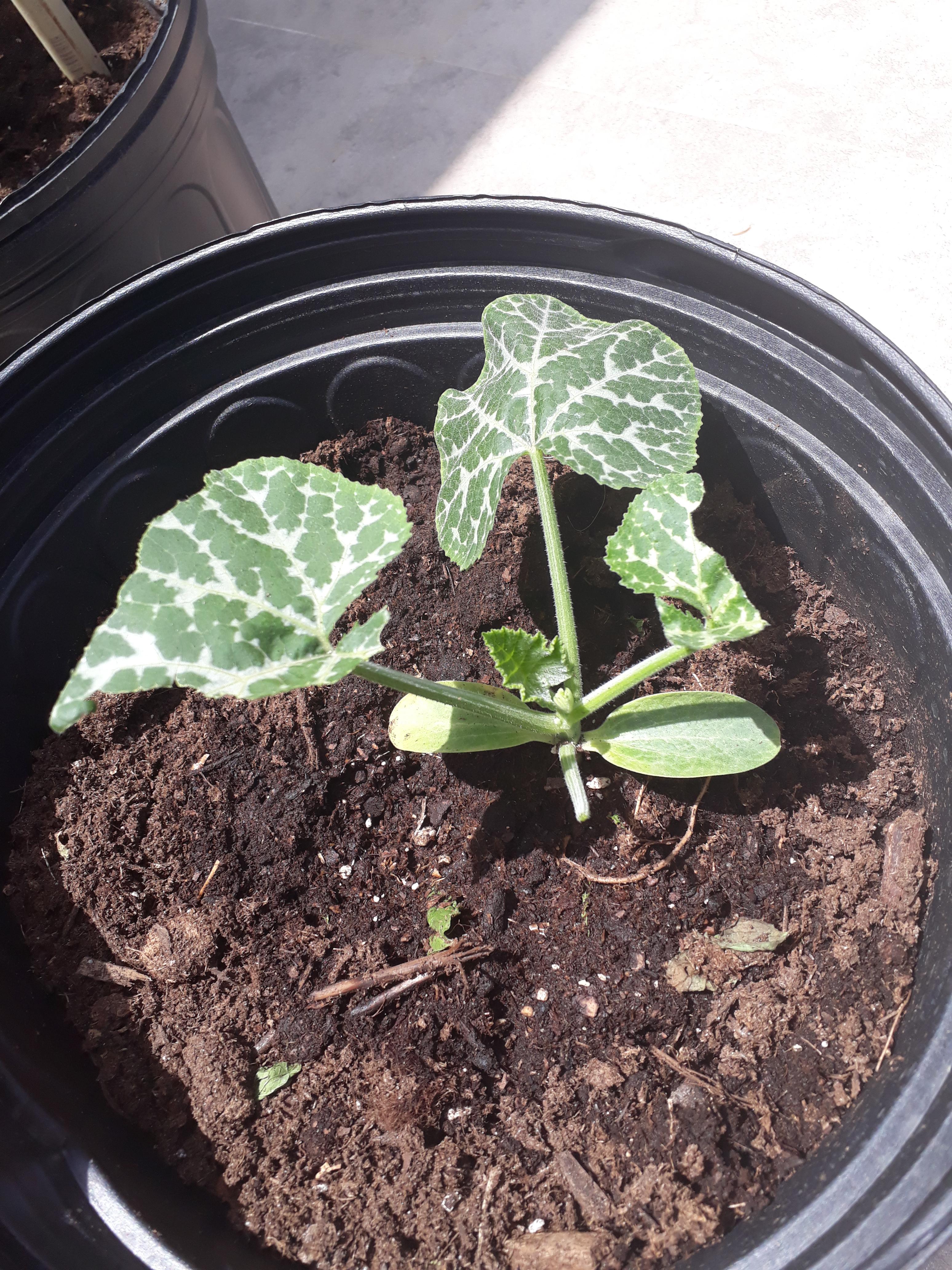 I live in the Caribbean and something is eating my pumpkins. Any ideas? r/garden