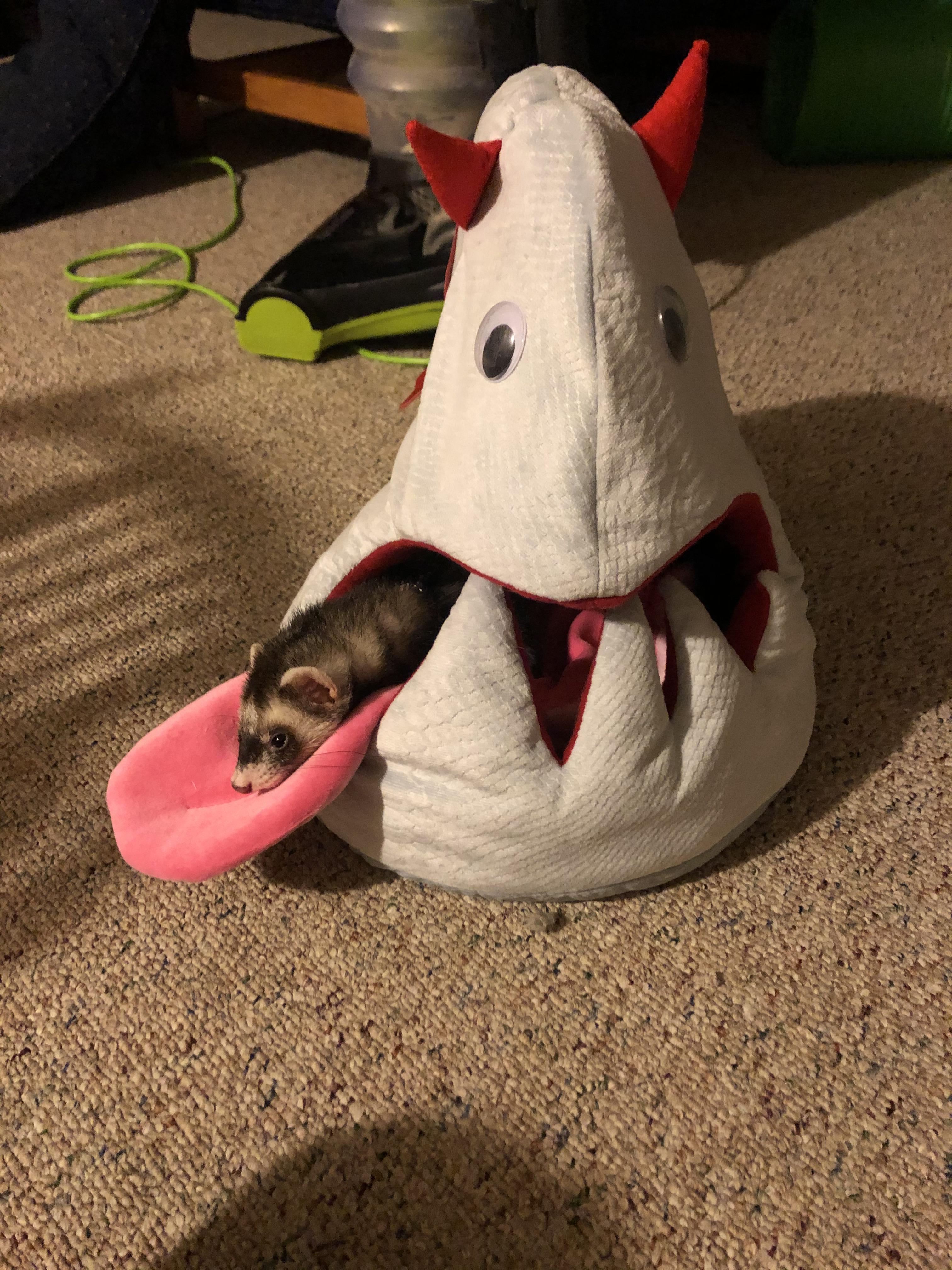 New ferret bed! r/ferrets