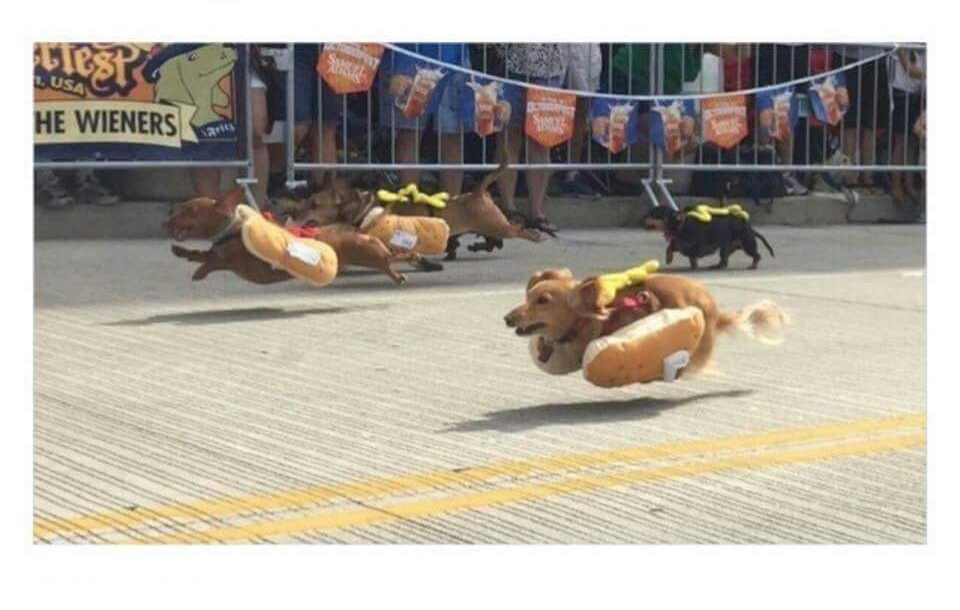 Hot dog race r/funny