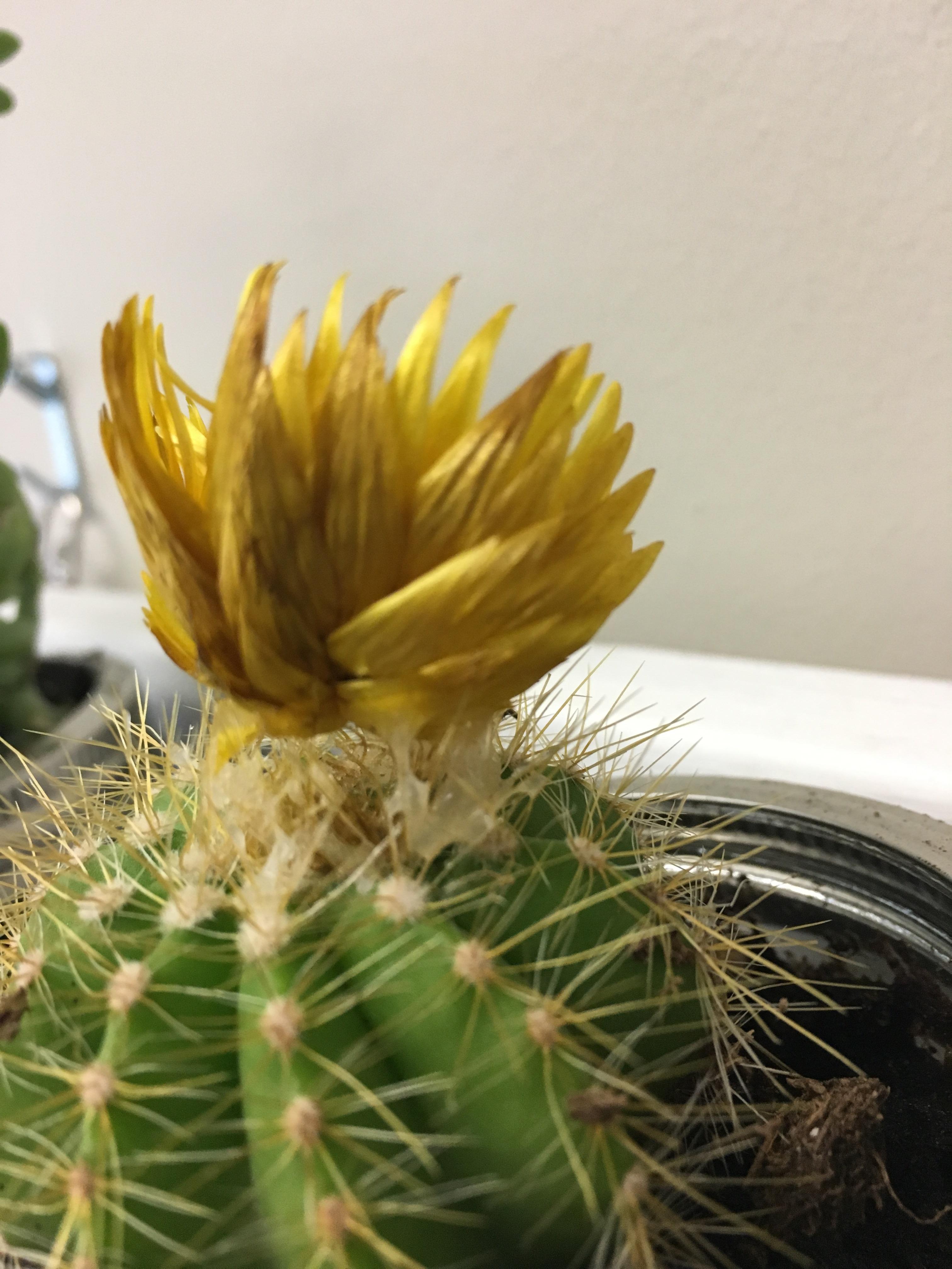 Just realized the store I bought this cactus from hot glued the flower
