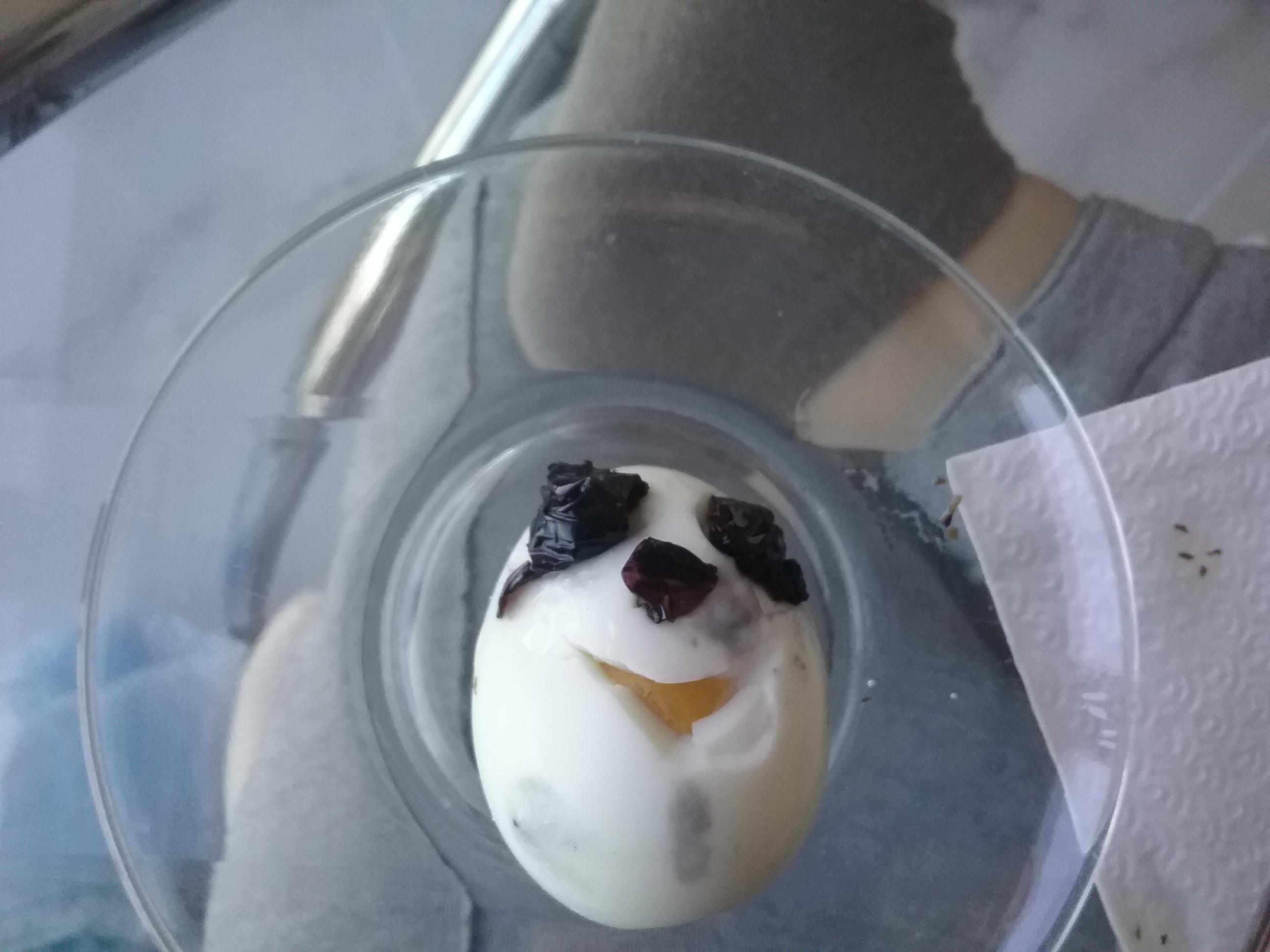 Eggdog but he's a real life egg r/eggdog