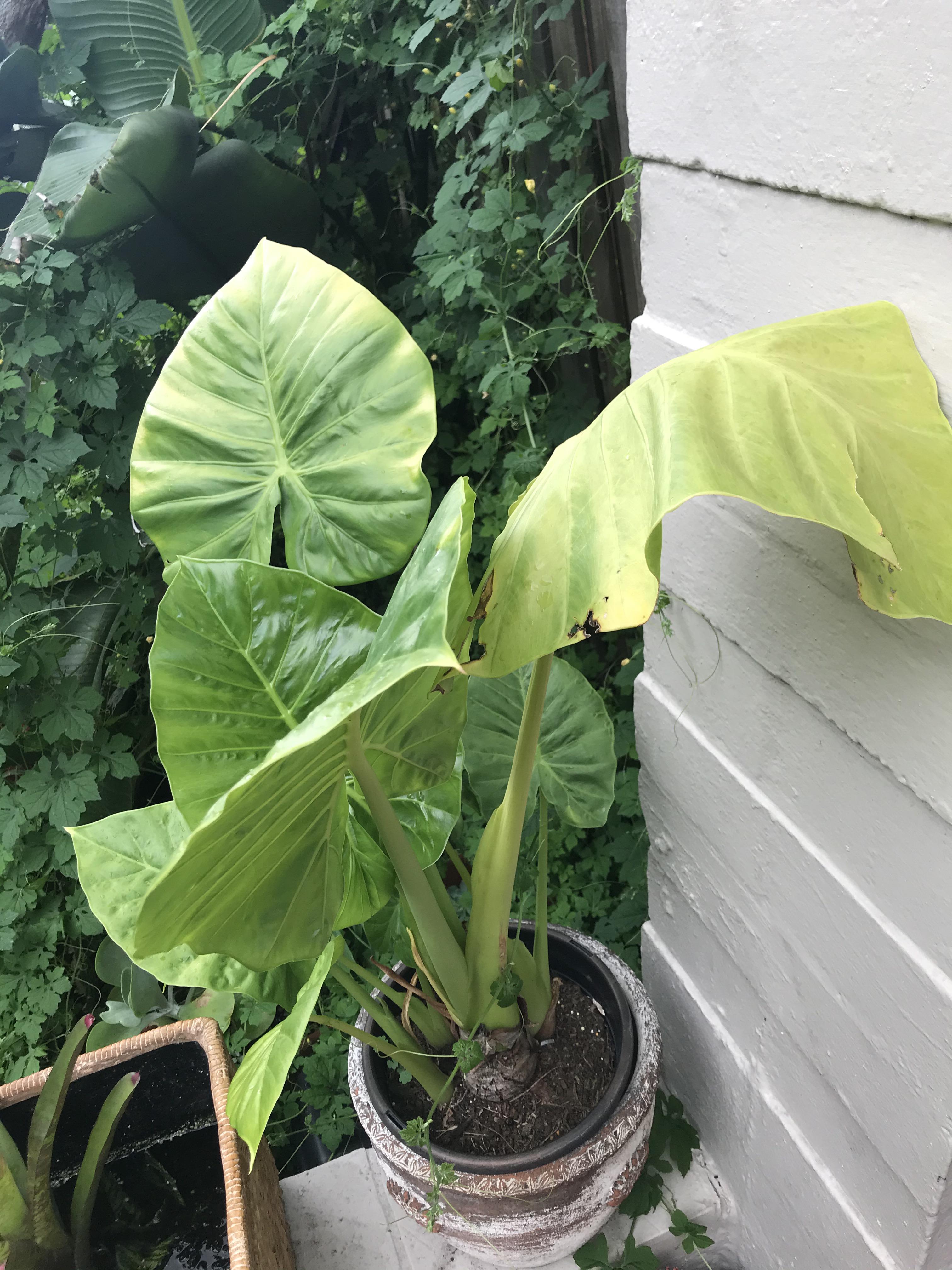 My boyfriends elephant ear has yellowing leaves and we are not sure why. It’s been raining a ton