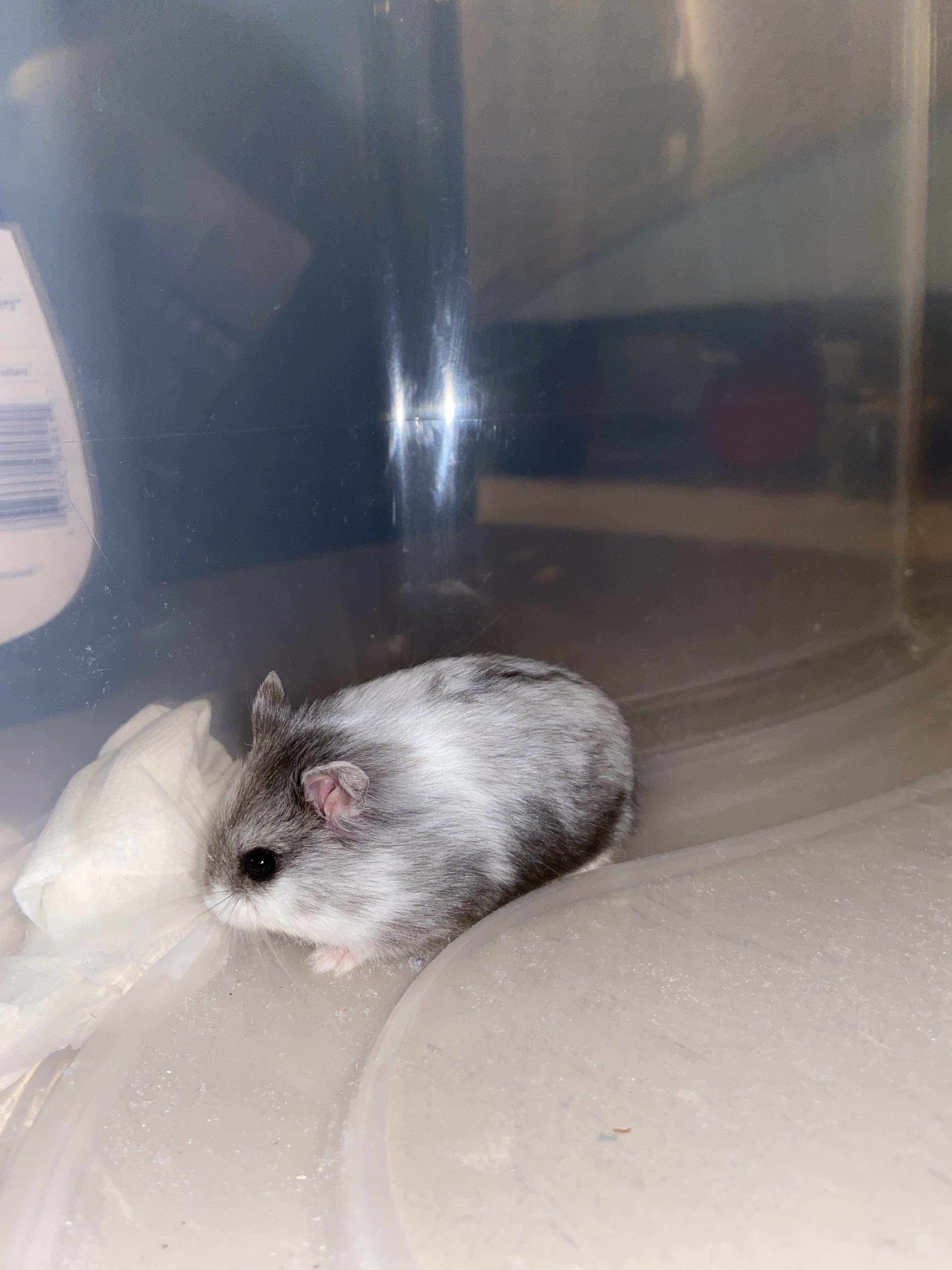 Dwarf Hamster Russian White Winter Super Model