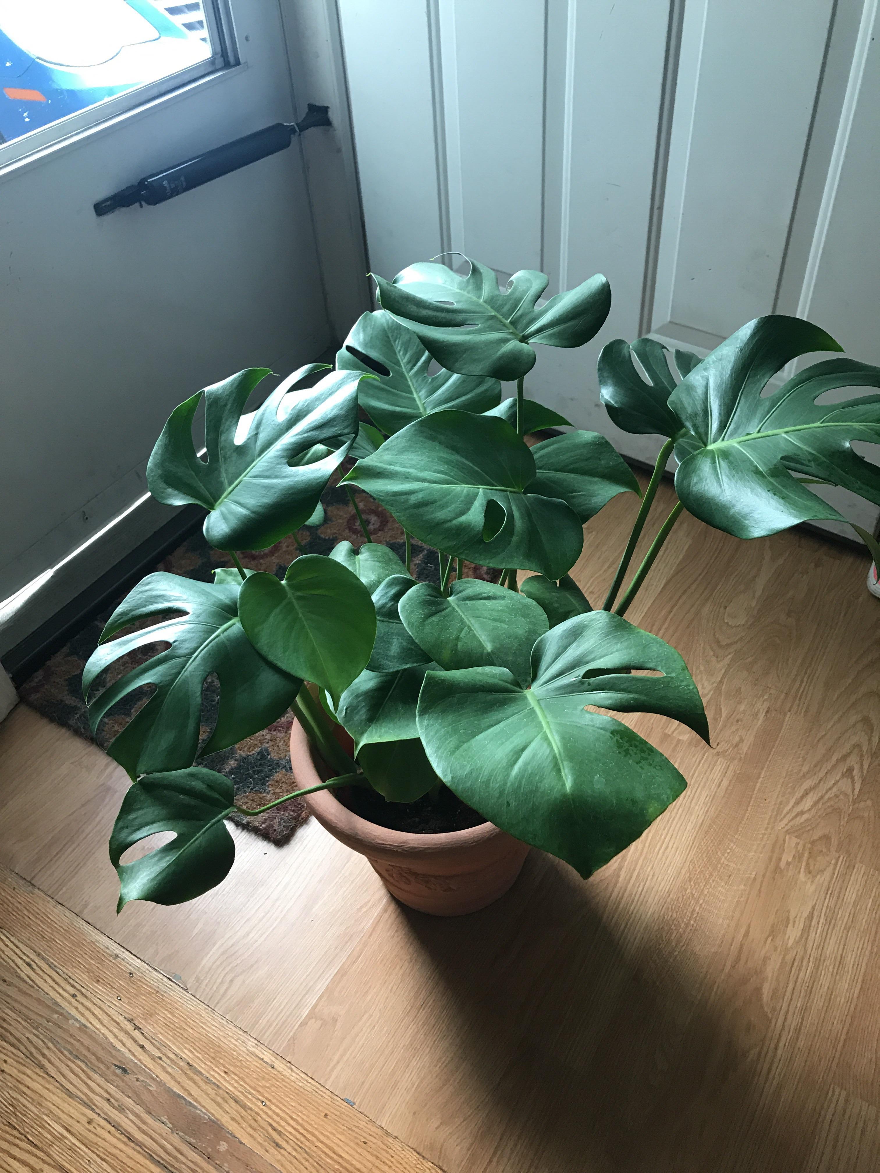 Reddit gardeners, what plant is this? r/gardening