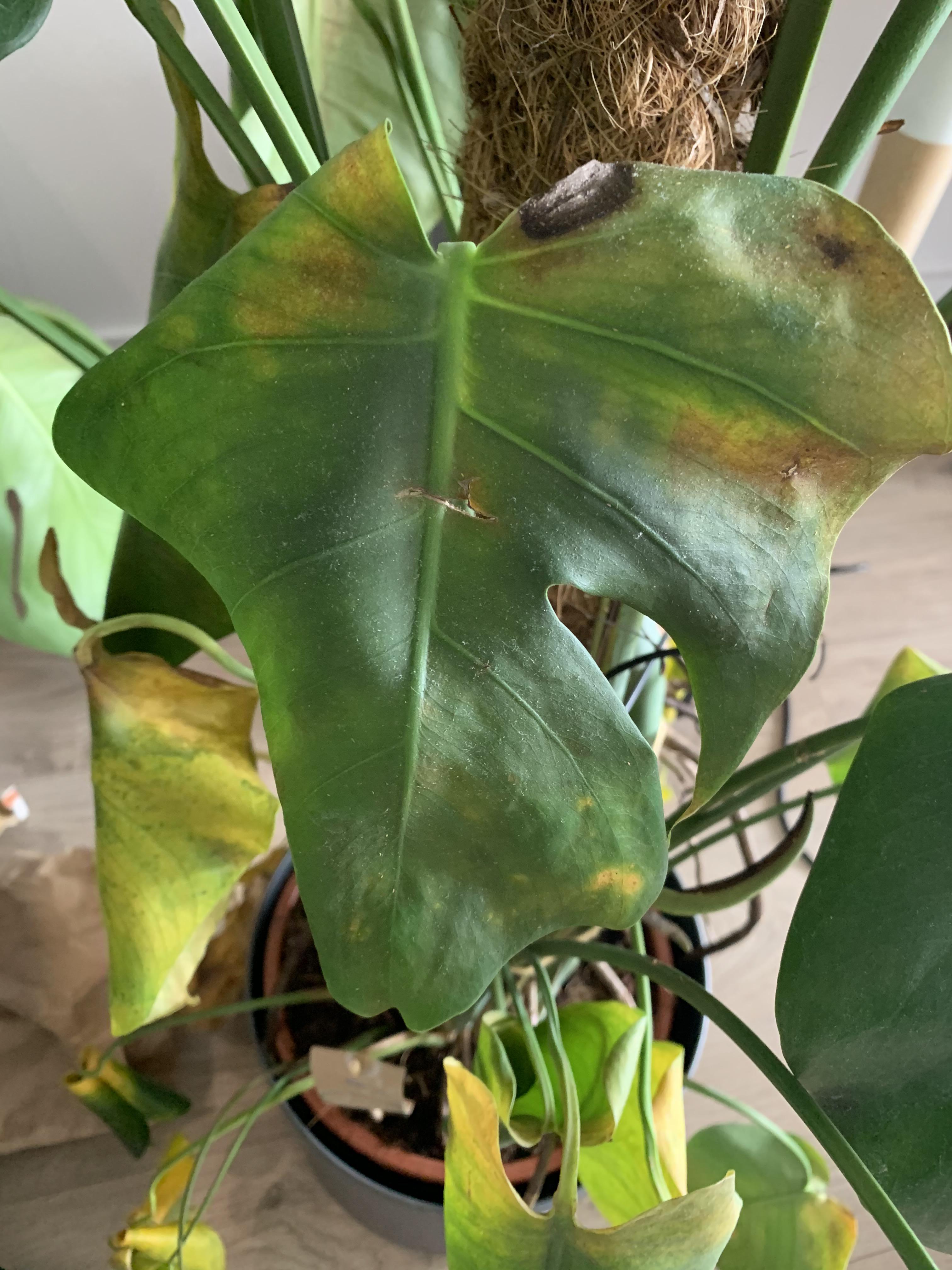 I can’t find the right conditions for my Swiss Cheese plant and it’s dying. It’s maybe been in a