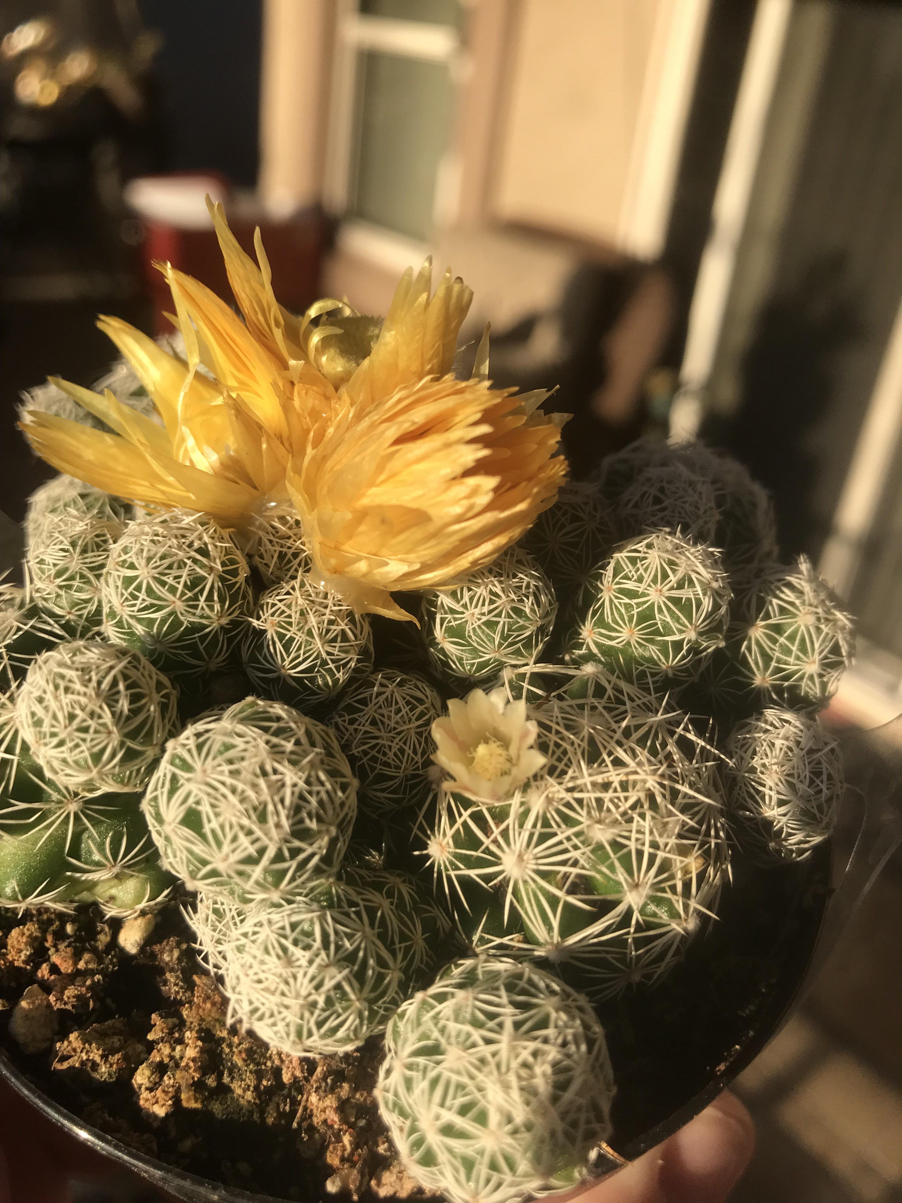 Lowe’s decided to glue fake flowers on you, but I think your real one