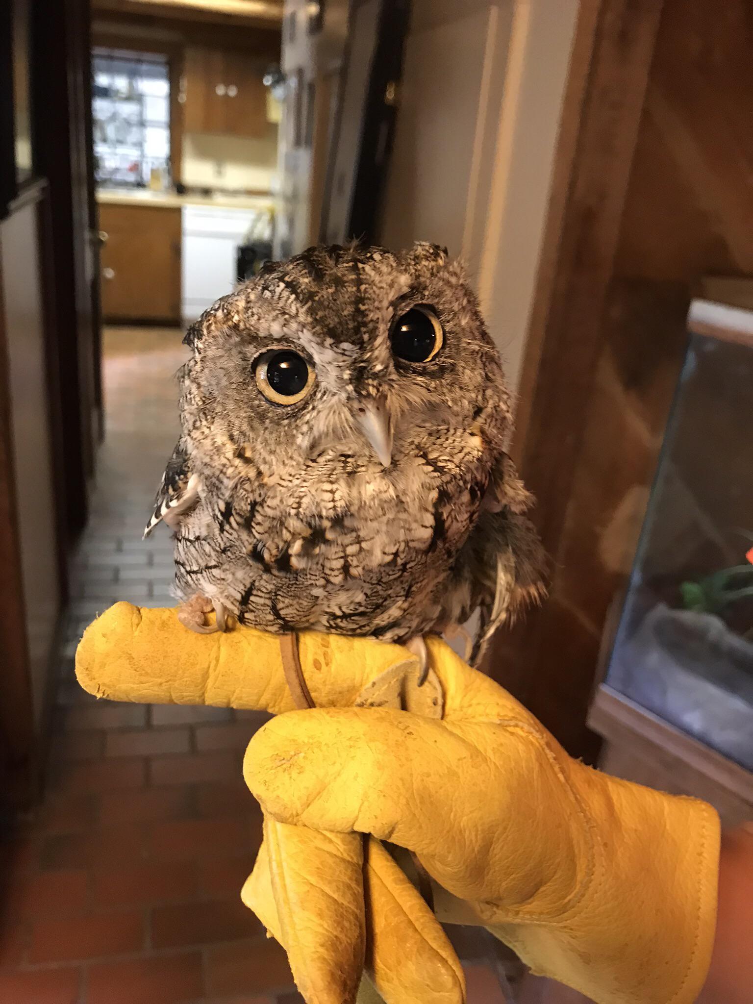 Percy the Eastern Screech Owl 🦉 Education ambassador at Houston Audubon