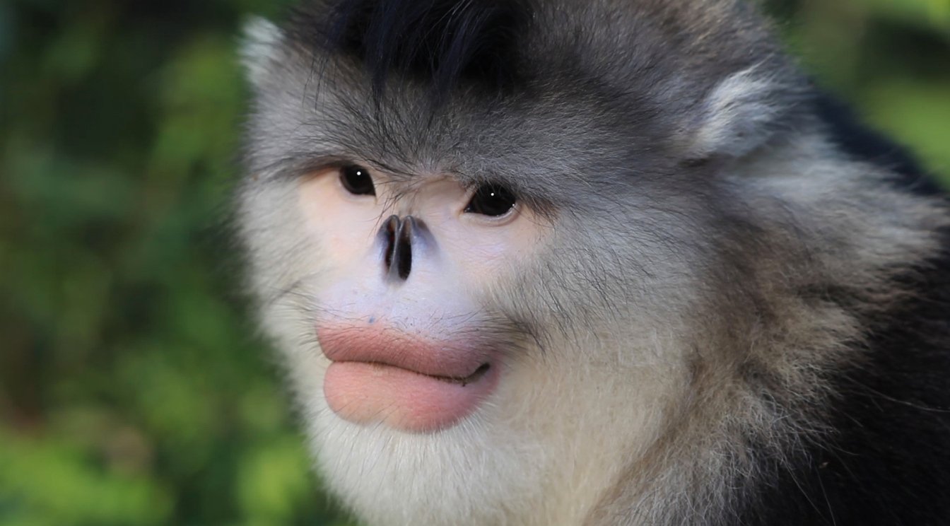 Thanks, I hate the Chinese Snubnosed Monkey TIHI