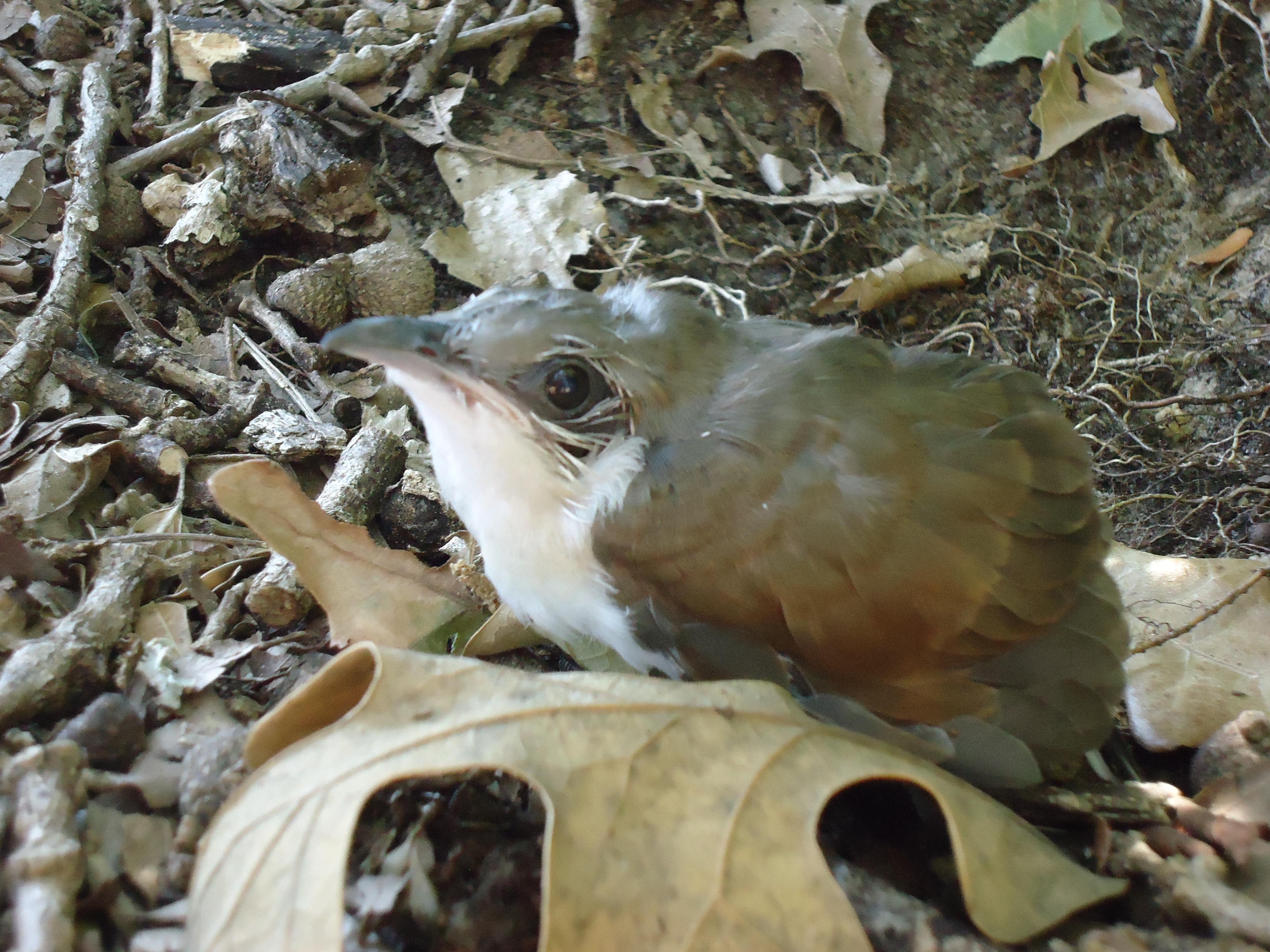 Bird east of Dallas, TX r/whatsthisbird