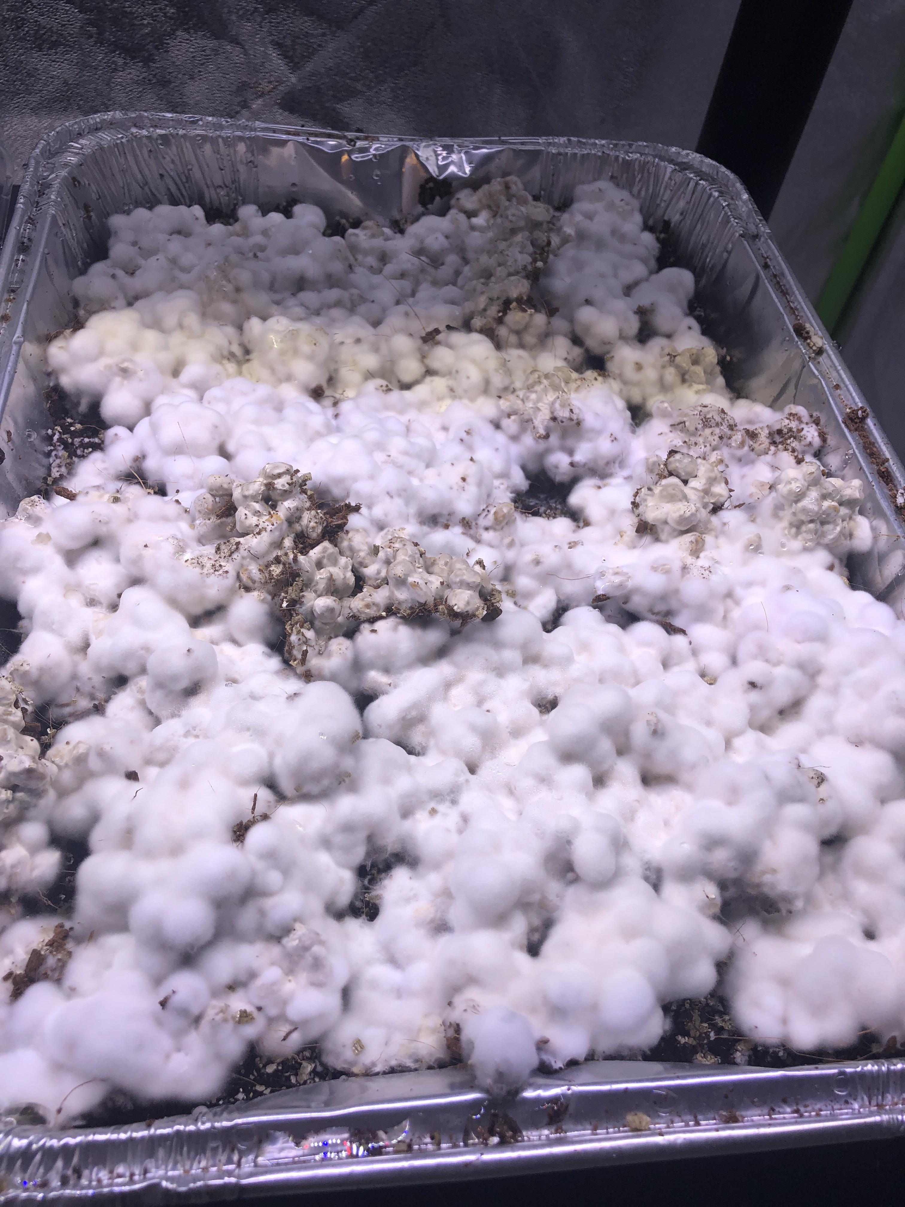 [Technique] Does this mycelium look ok or did it catch something? Looks