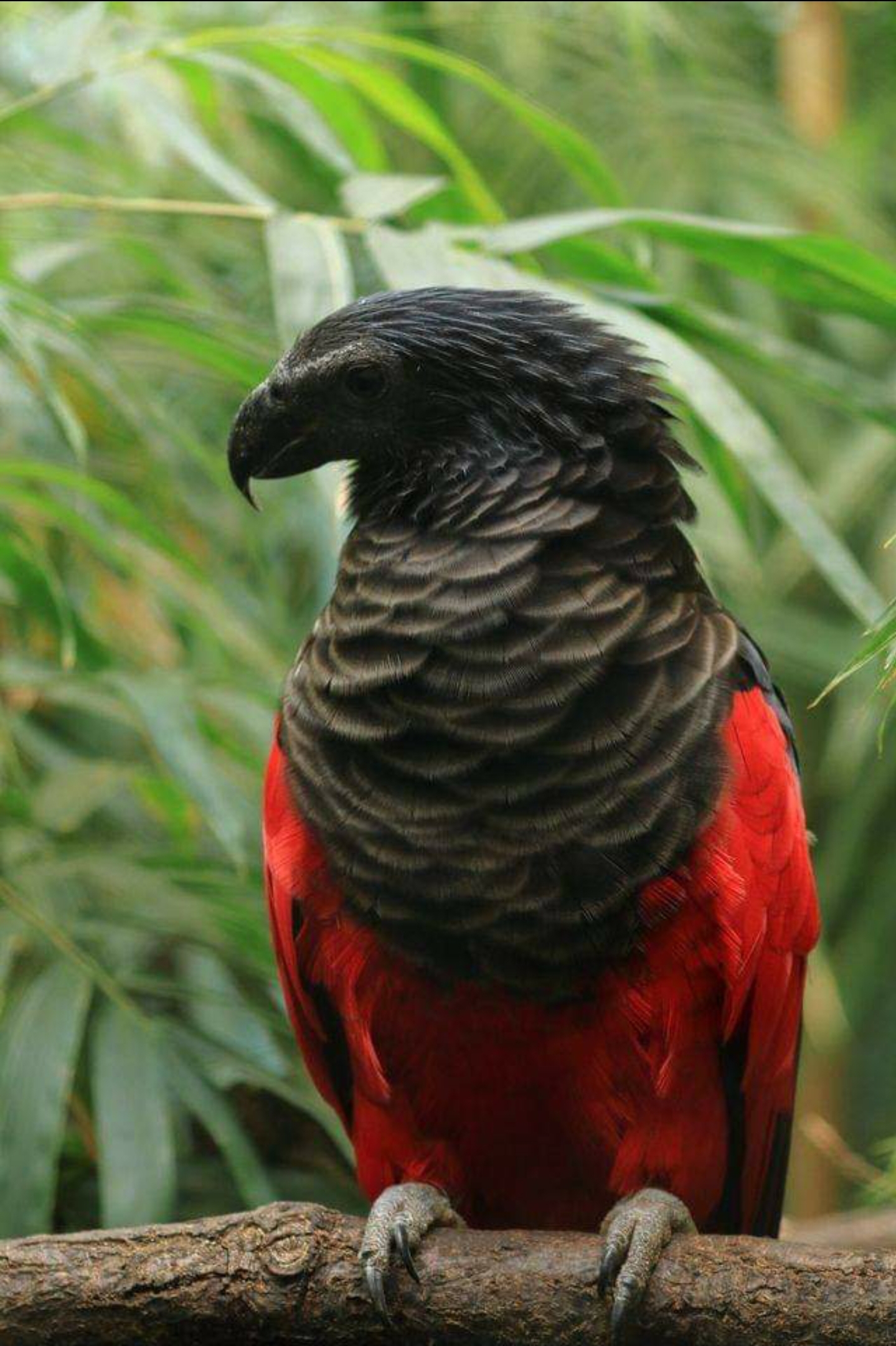 This is the Dracula parrot (Psittrichas fulgidus) also known as Pesquet
