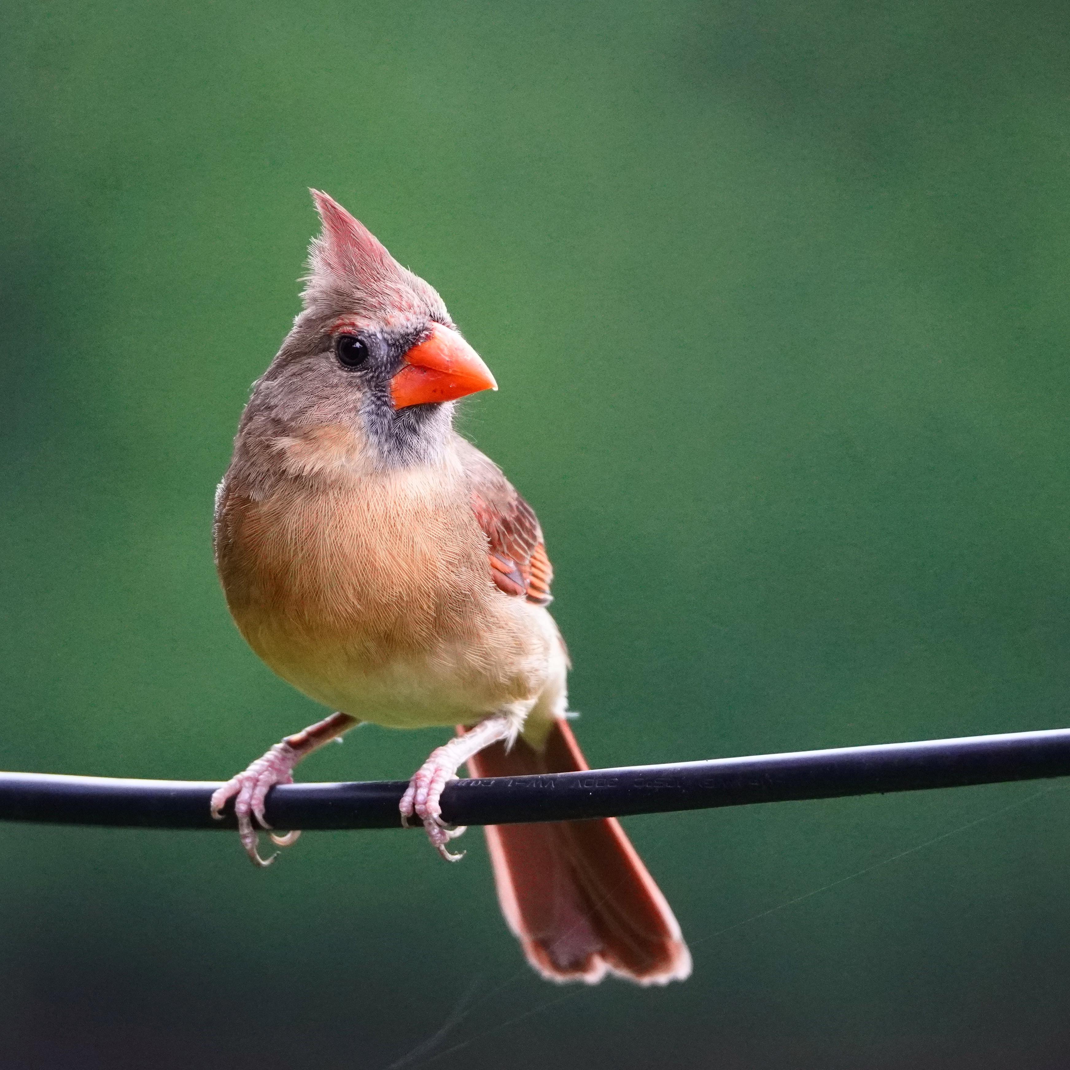 Teaching myself birding photography as a new hobby. Northern Cardinal
