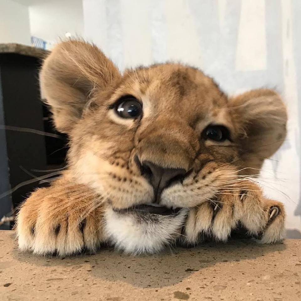 Lions are really just oversized cats r/aww