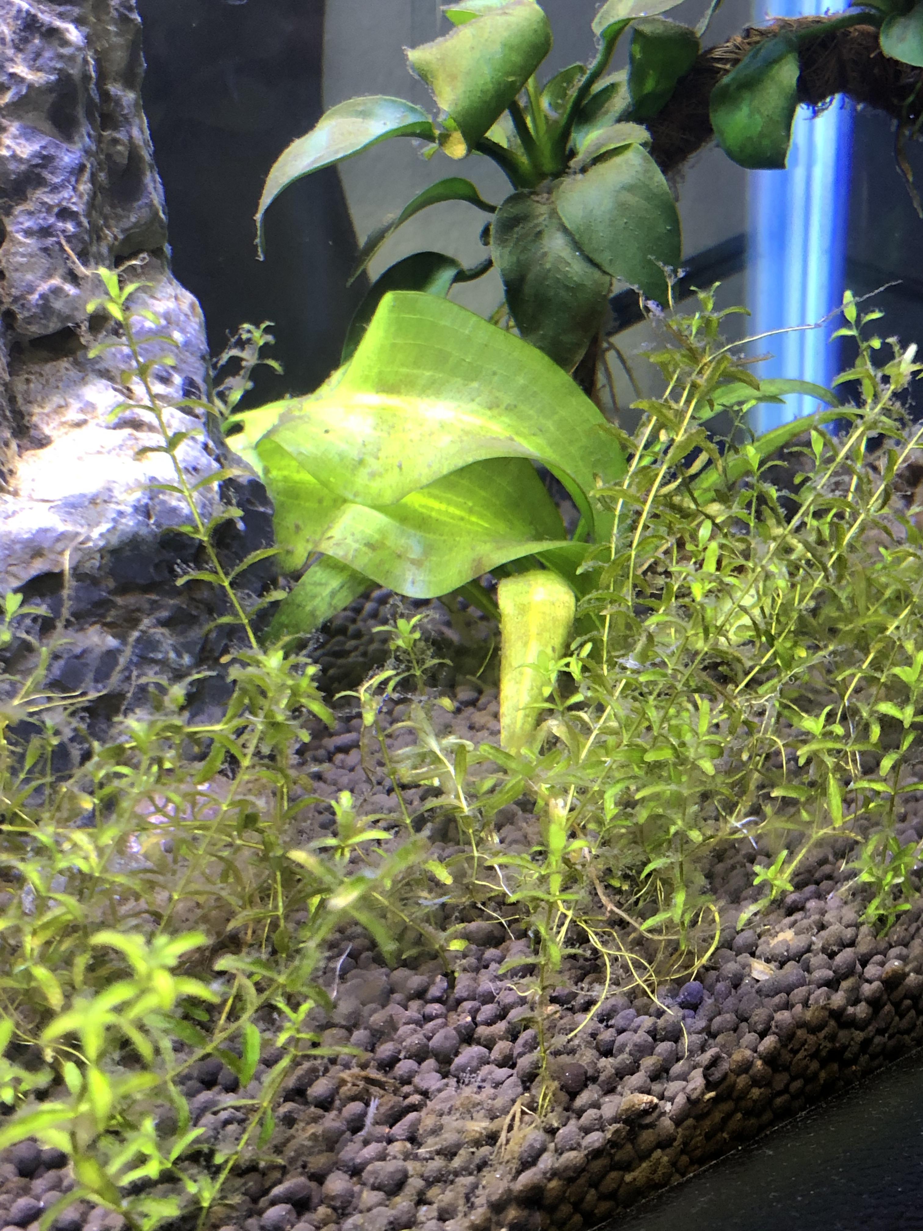 Alarming amount of hair algae on plants? r/Aquariums