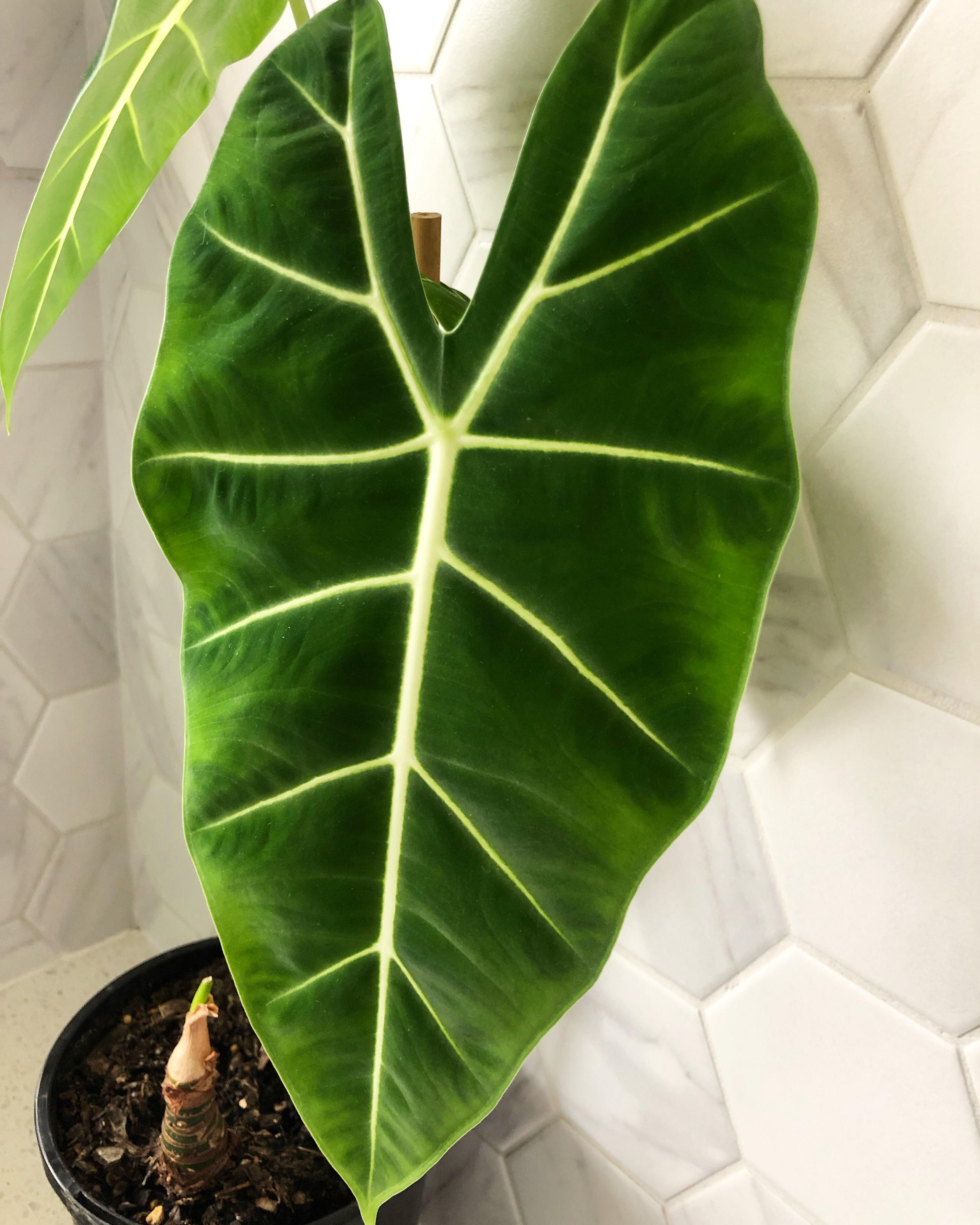 Can’t help but stroke this velvety leaf every time I see it r