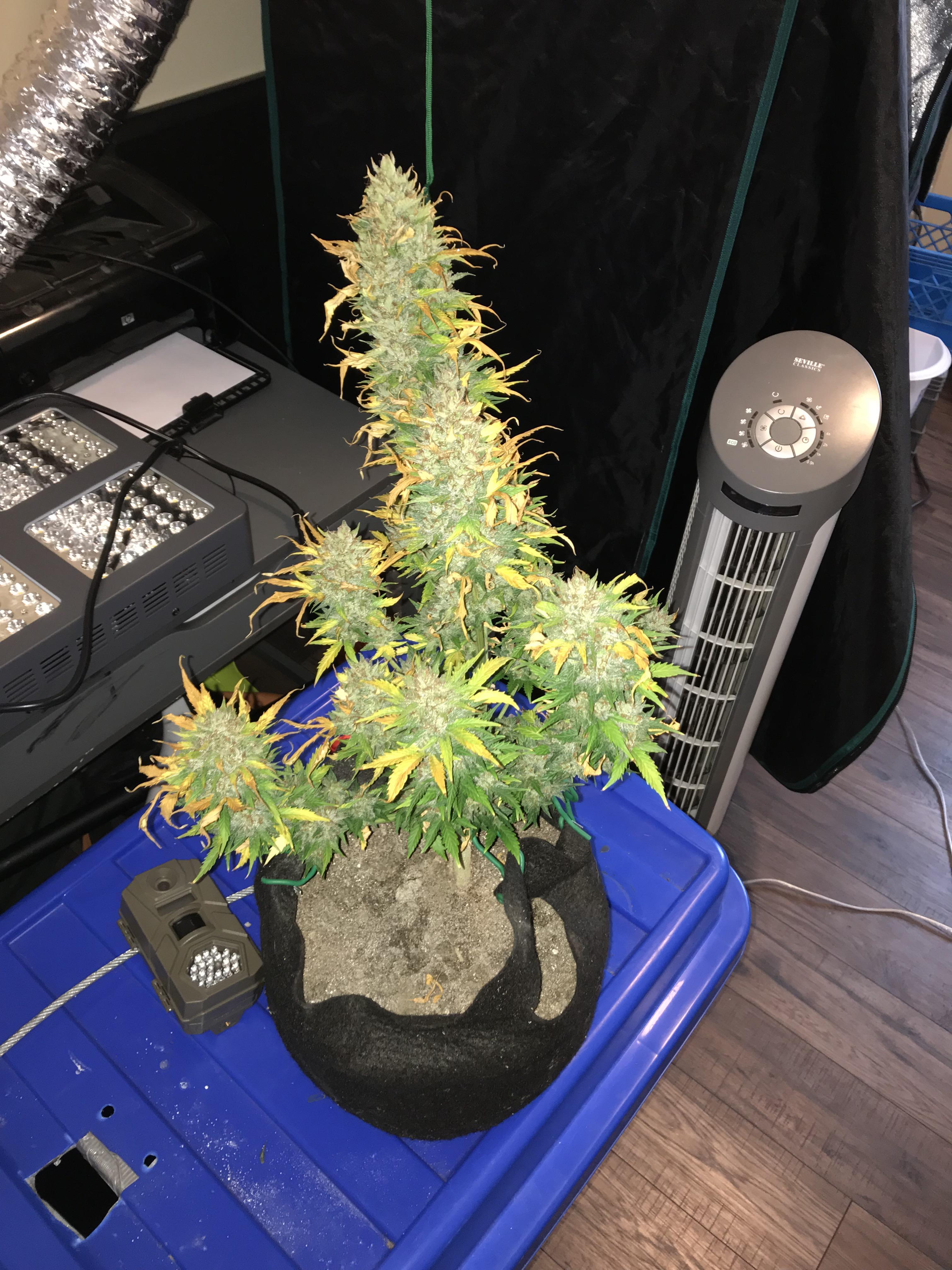 Green poison xl auto chop day r/Autoflowers