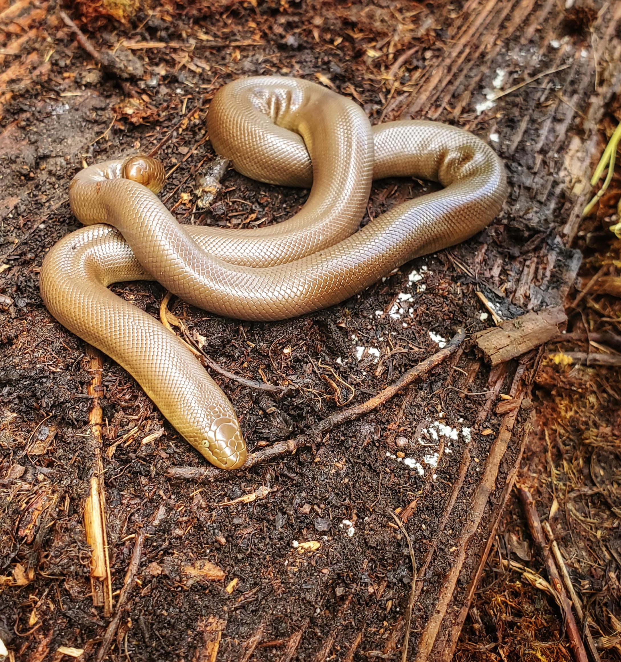 Rubber boa, Charina bottae r/whatsthissnake