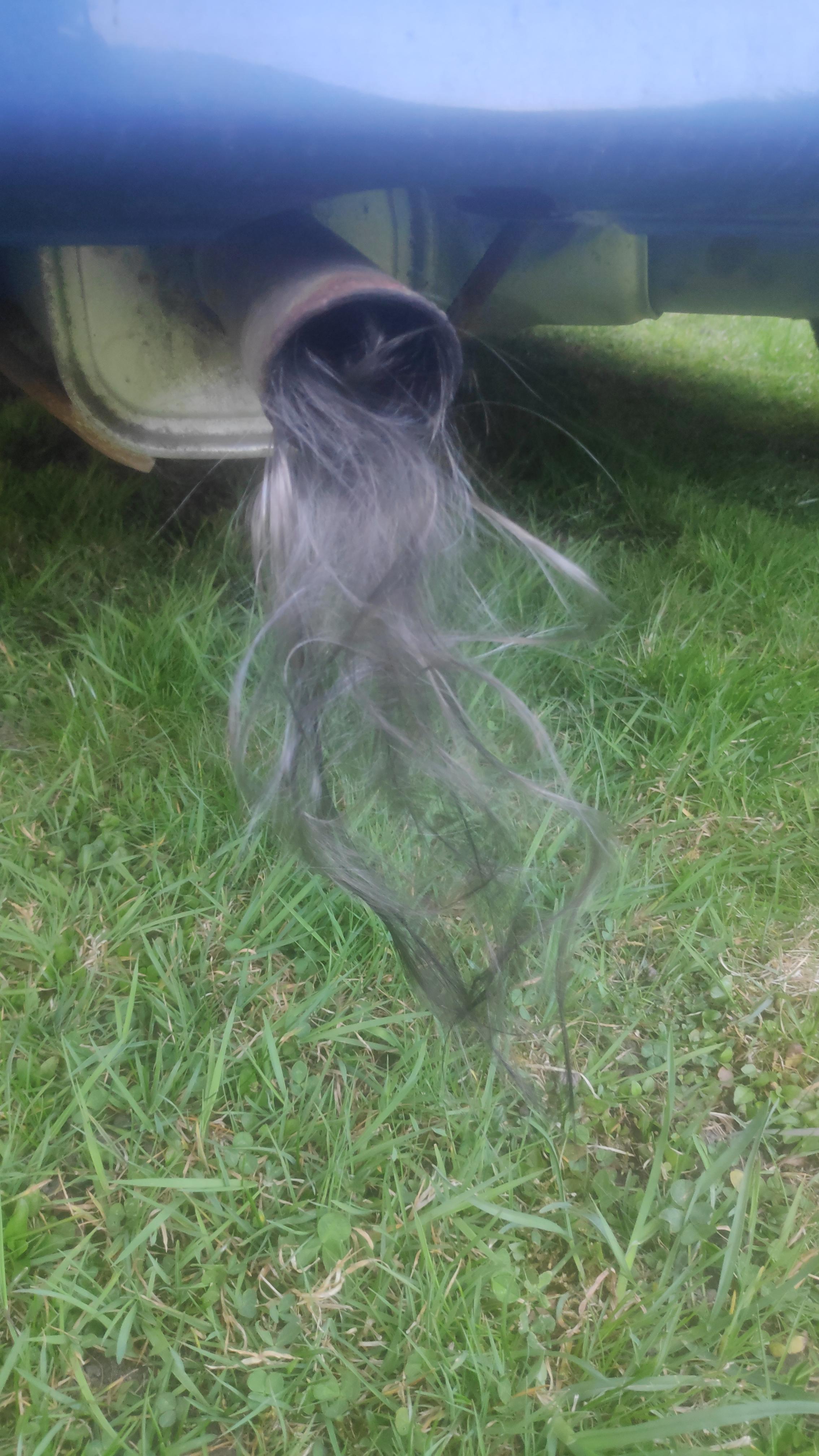 My old girl finally sprouted hair, just at her backside (exhaust liner