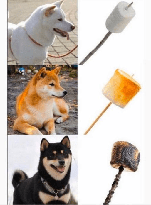 Shiba to marshmallow diagram r/Eyebleach