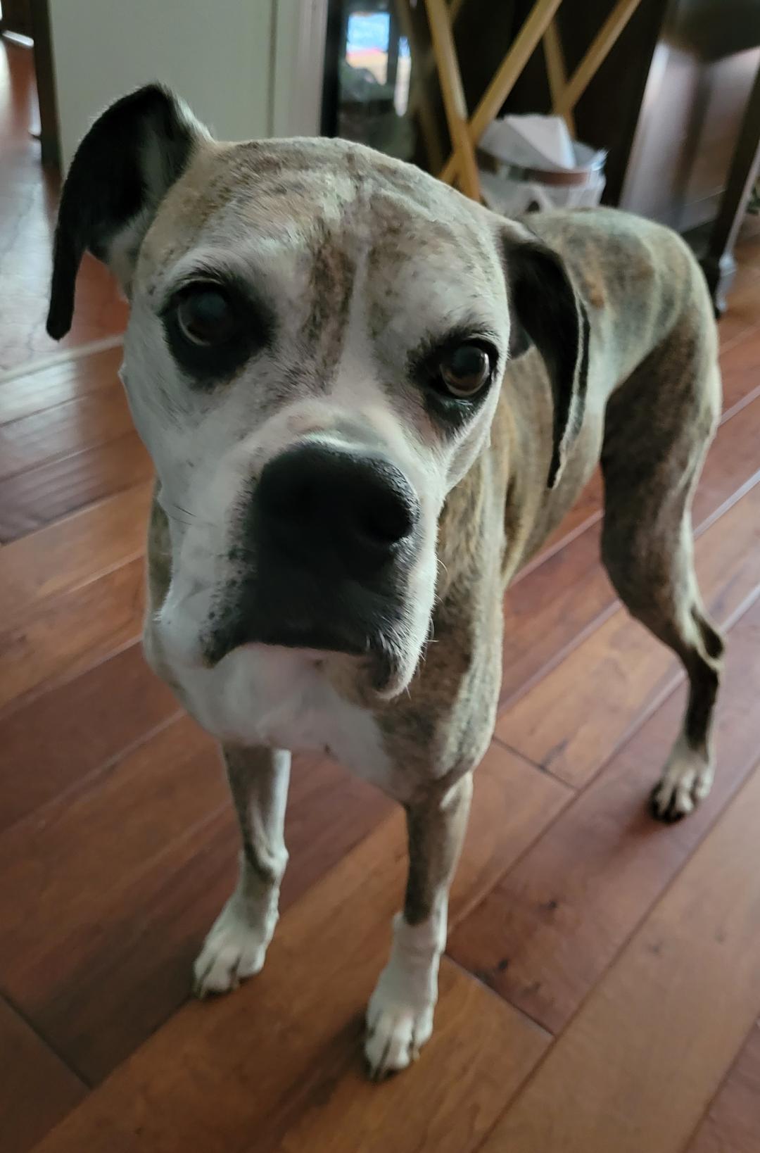 Kiki just had her checkup and the vet is always so surprised by how