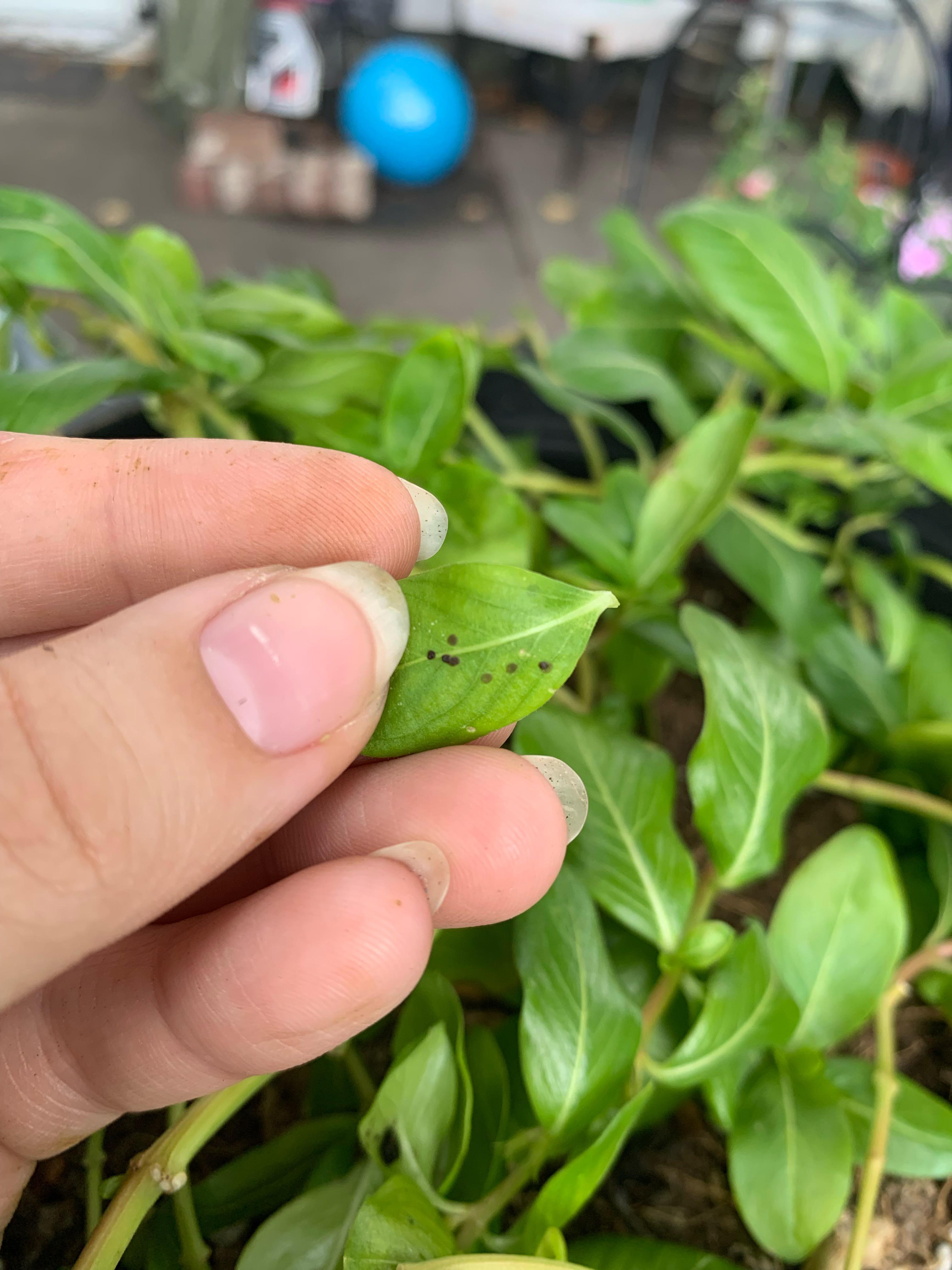 What is this? I have noticed it on my basil and periwinkles. Is it a