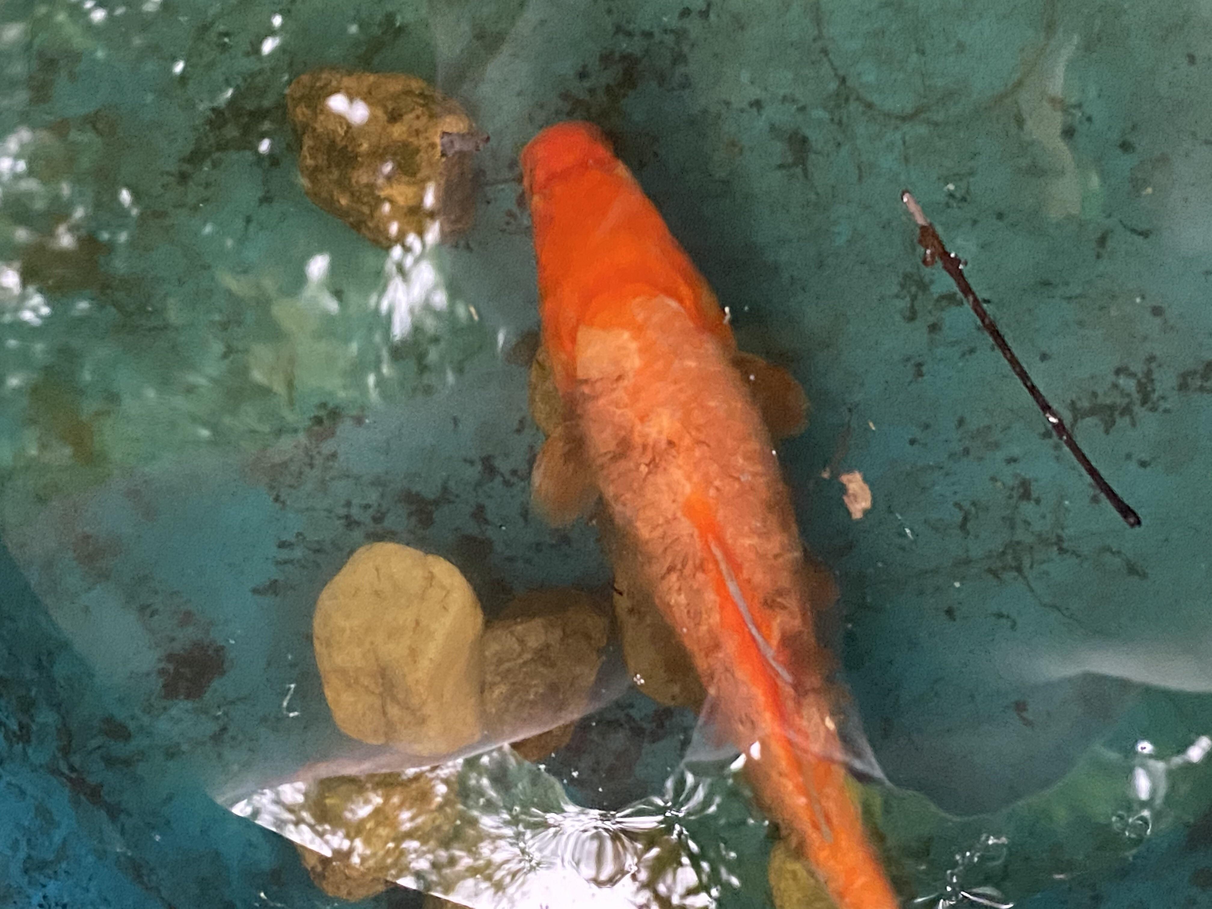 What’s wrong with my koi? Is it a fungal infection? Can I help it? Is