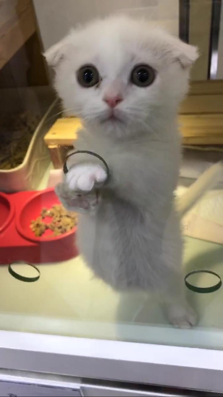 One of the guests in cat hotel in South Korea r/aww