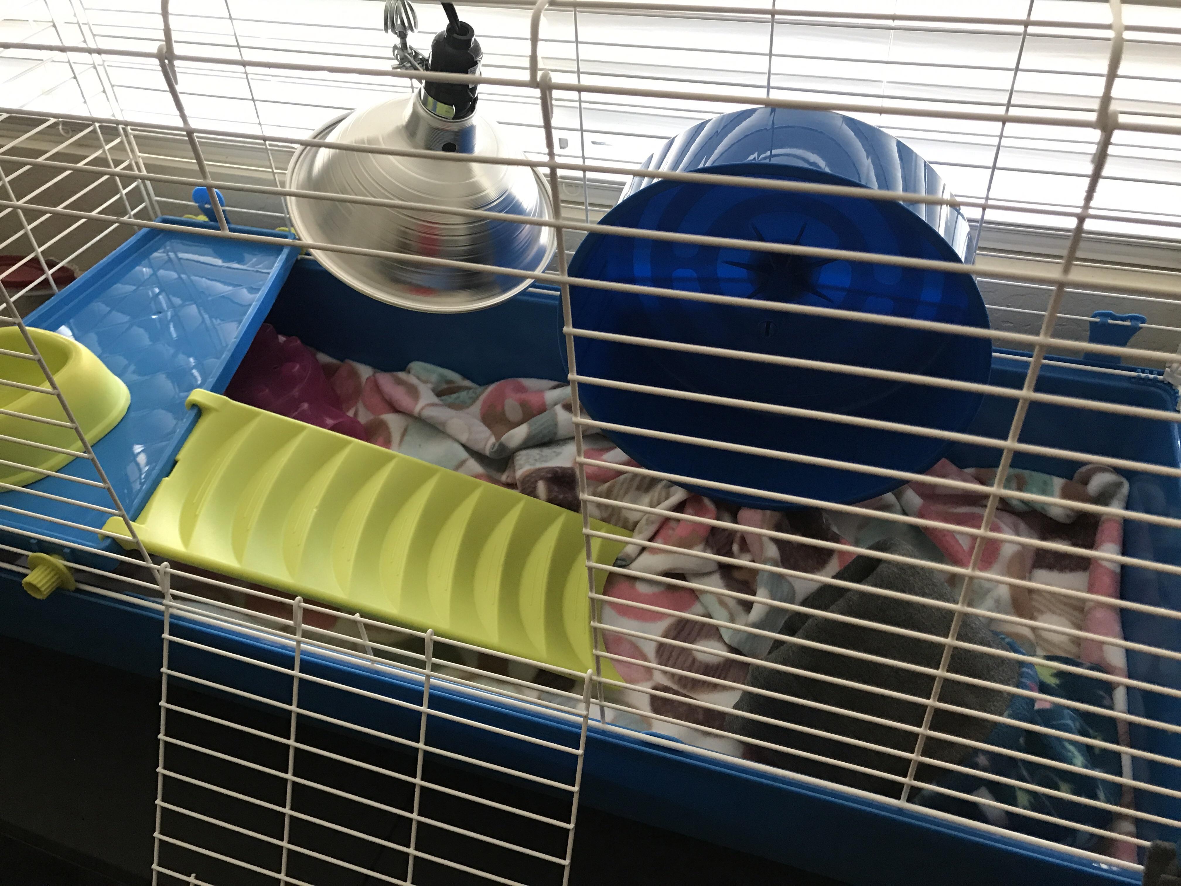 How’s this? I pick up my (baby) hedgehog tomorrow. We can’t use a