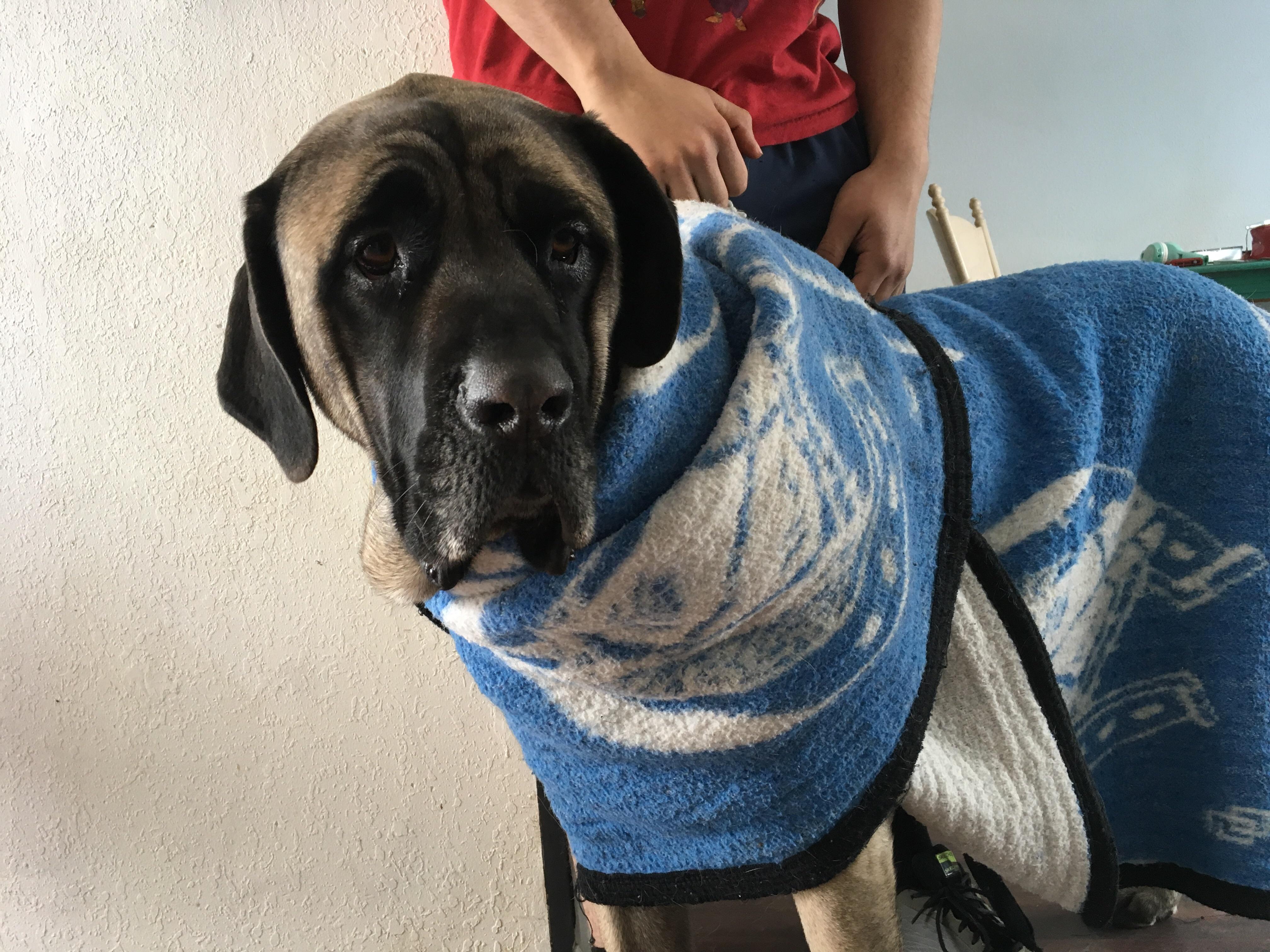 Chie loves to wear clothes r/Mastiff