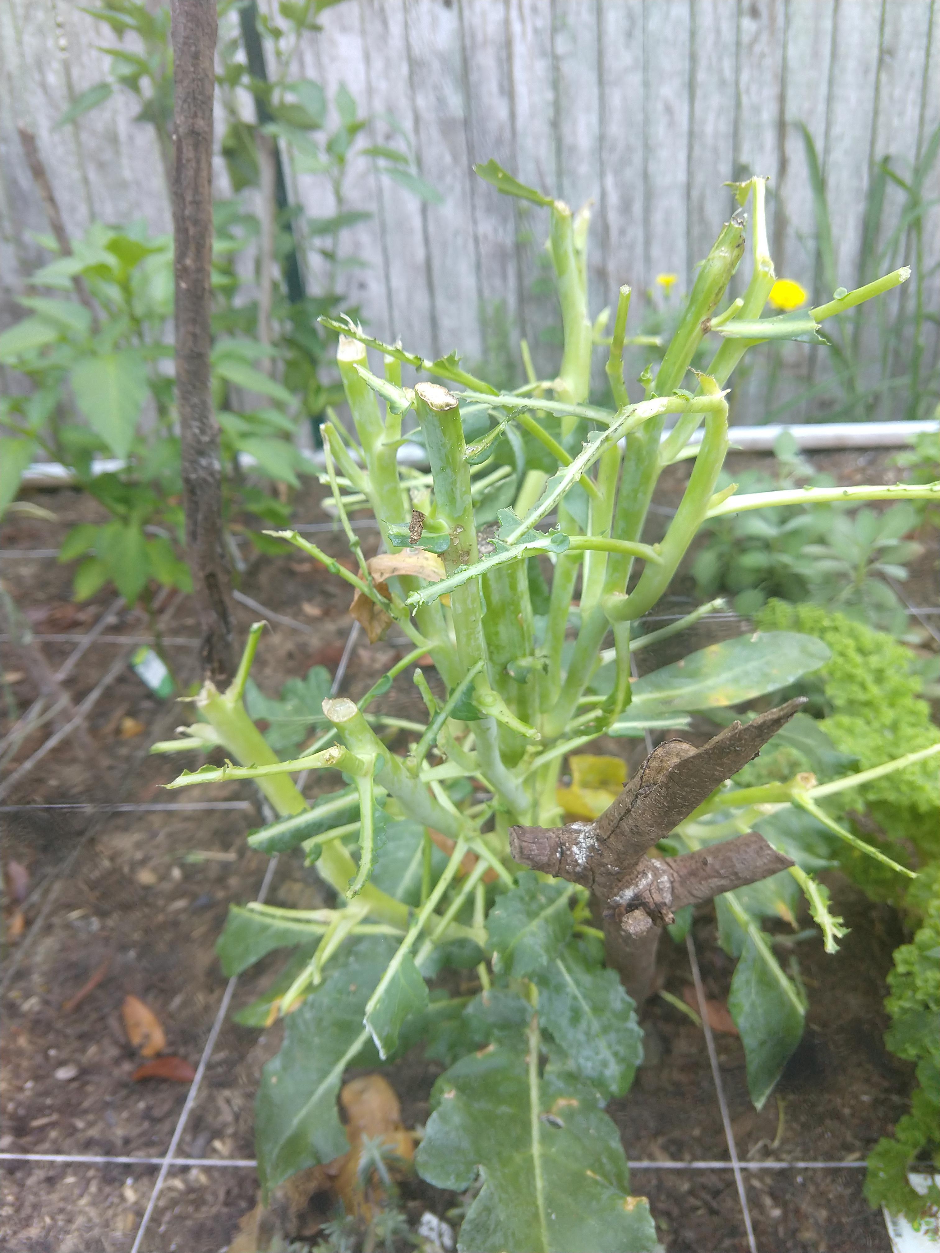 What's eating my broccoli?!?! r/gardening