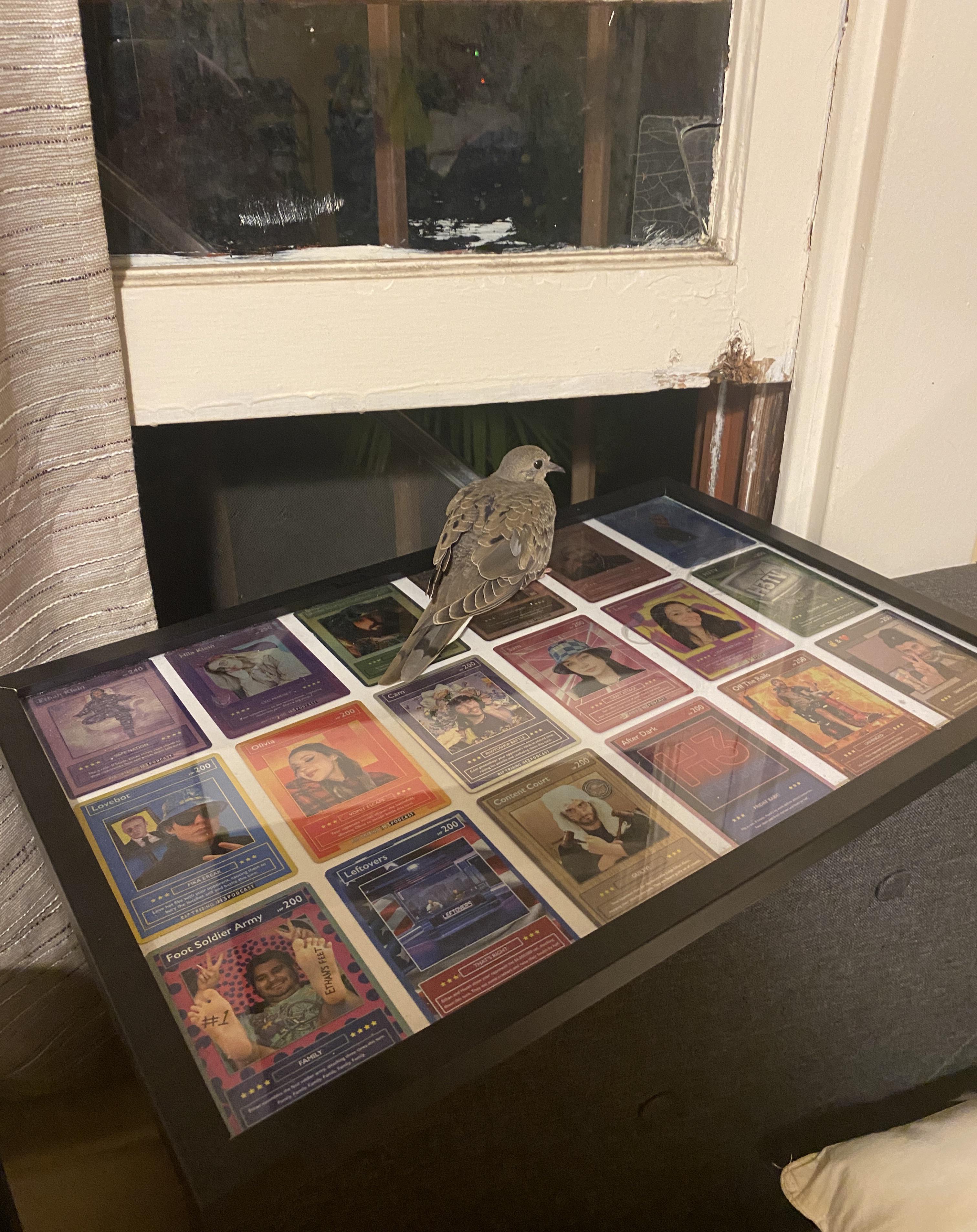 My cat brought a bird in my room and it landed on my H3 trading cards