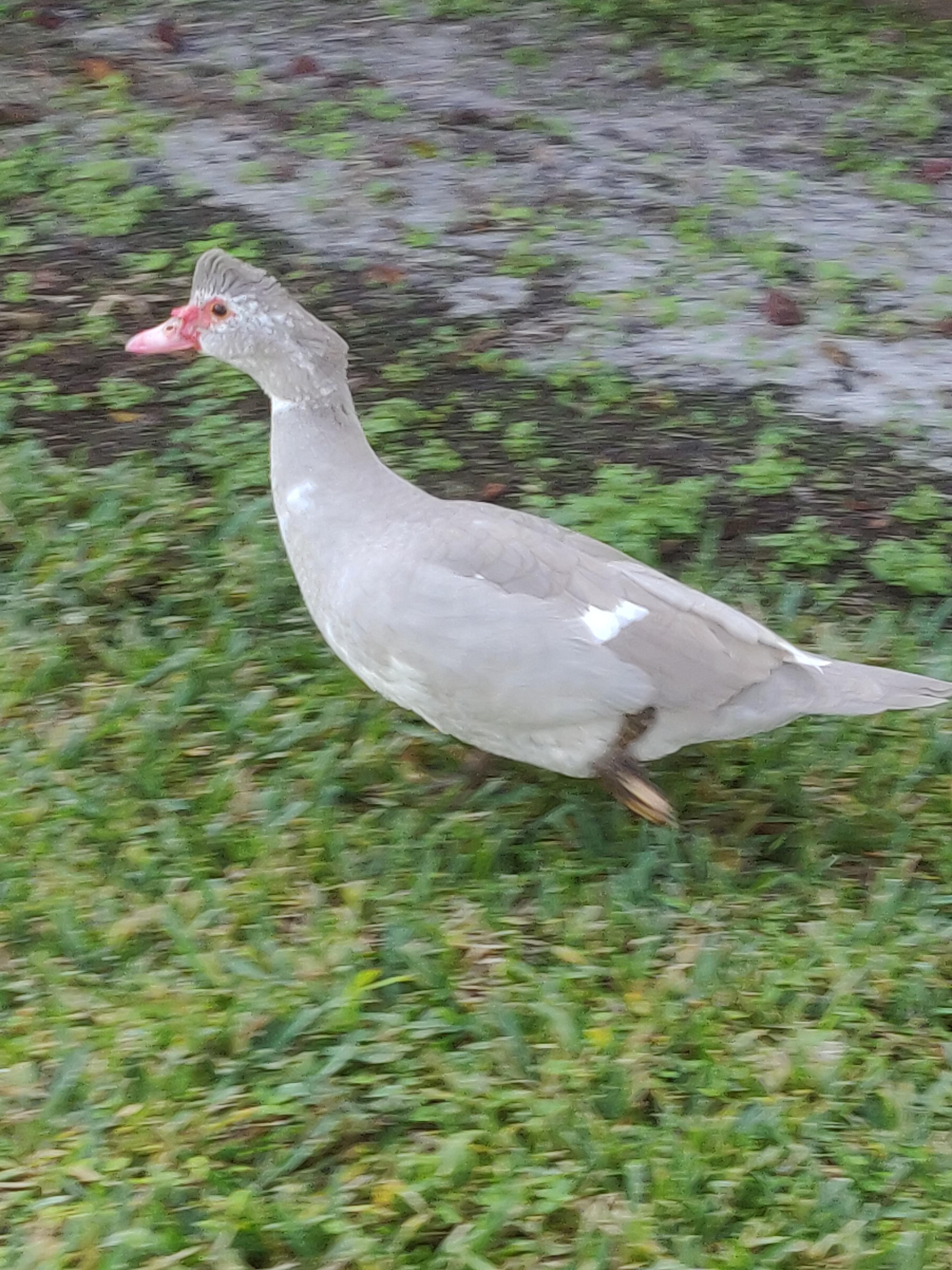 Running gray duck r/duck