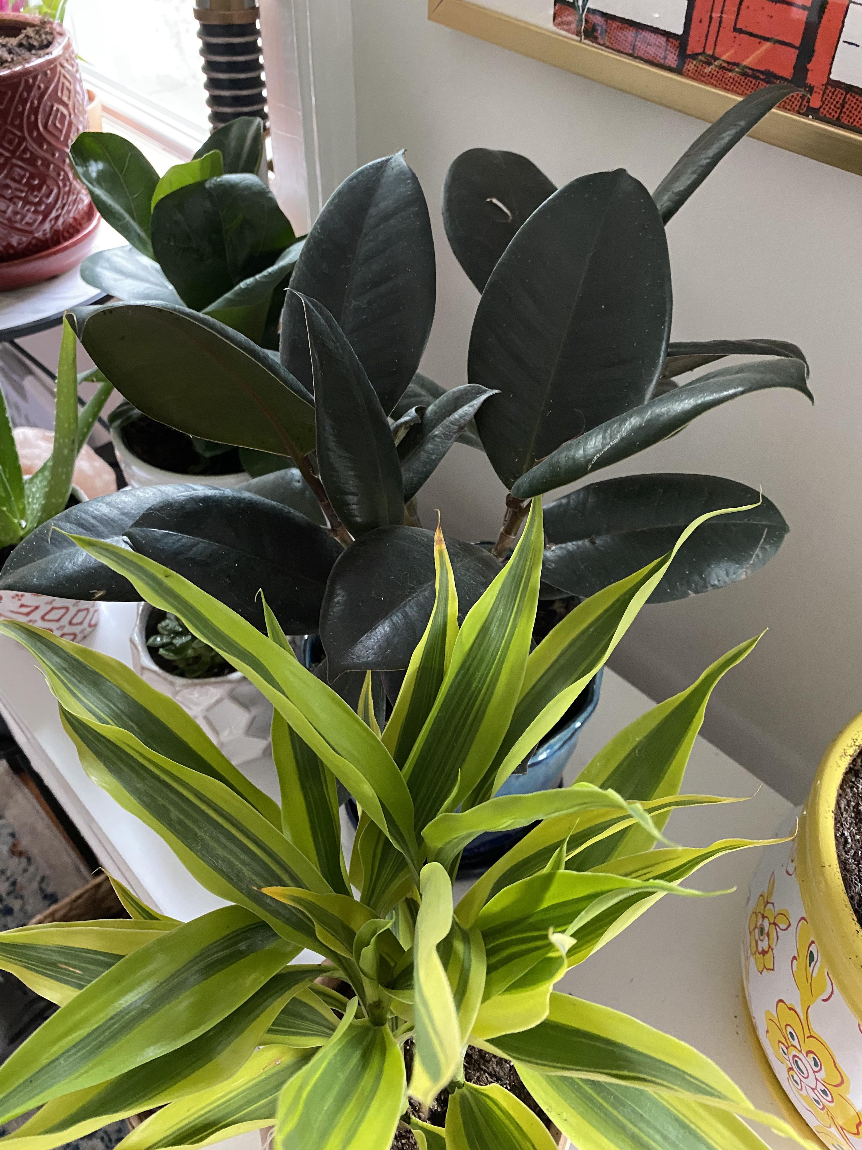 Hello! I got this first green plant from Urban jungle at Home Depot. I