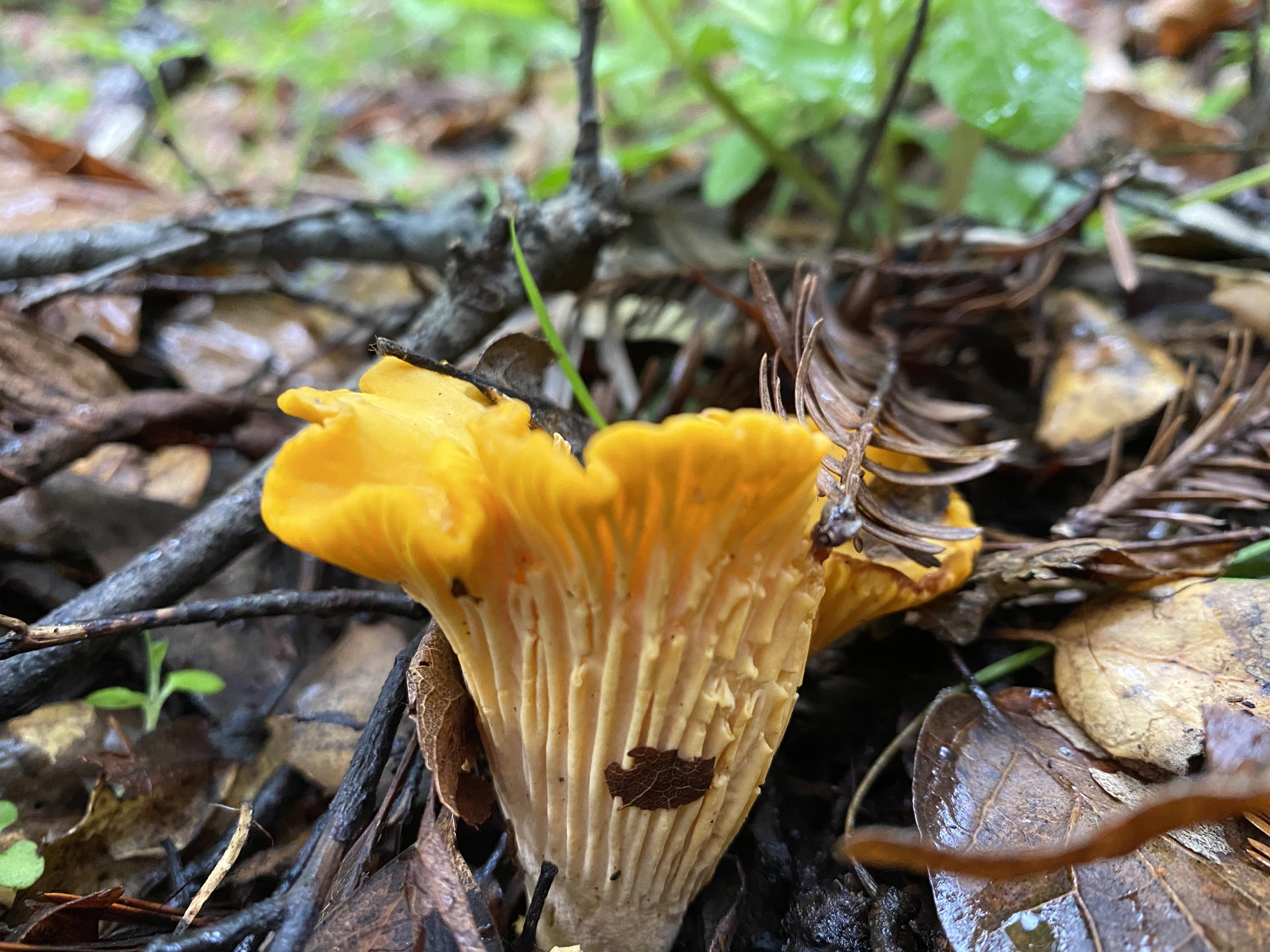 California golden chanterelles (Cantharellus californicus) r/Ceanothus