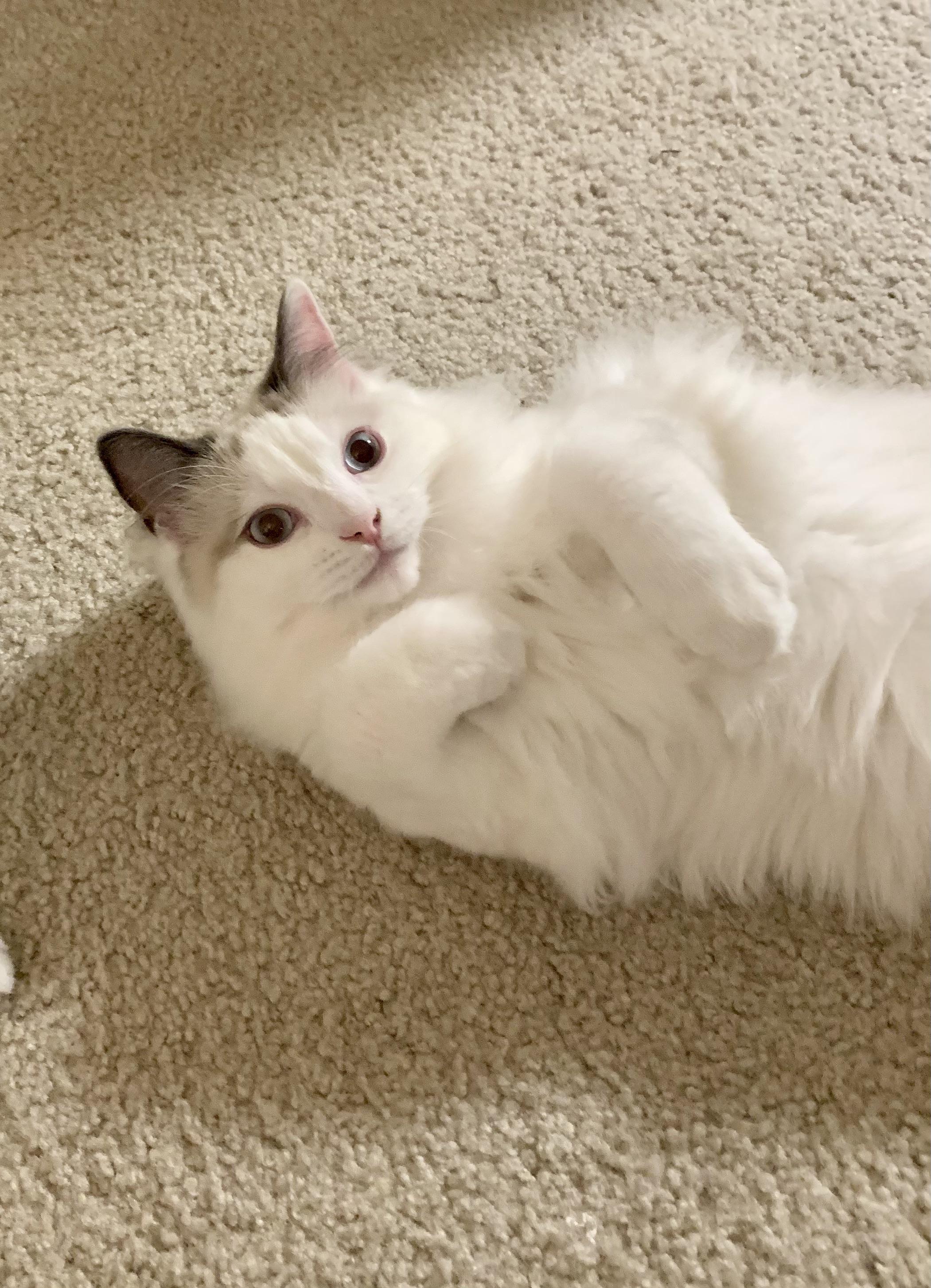 How often do you guys groom your ragdoll? Any tips? This is Michi and