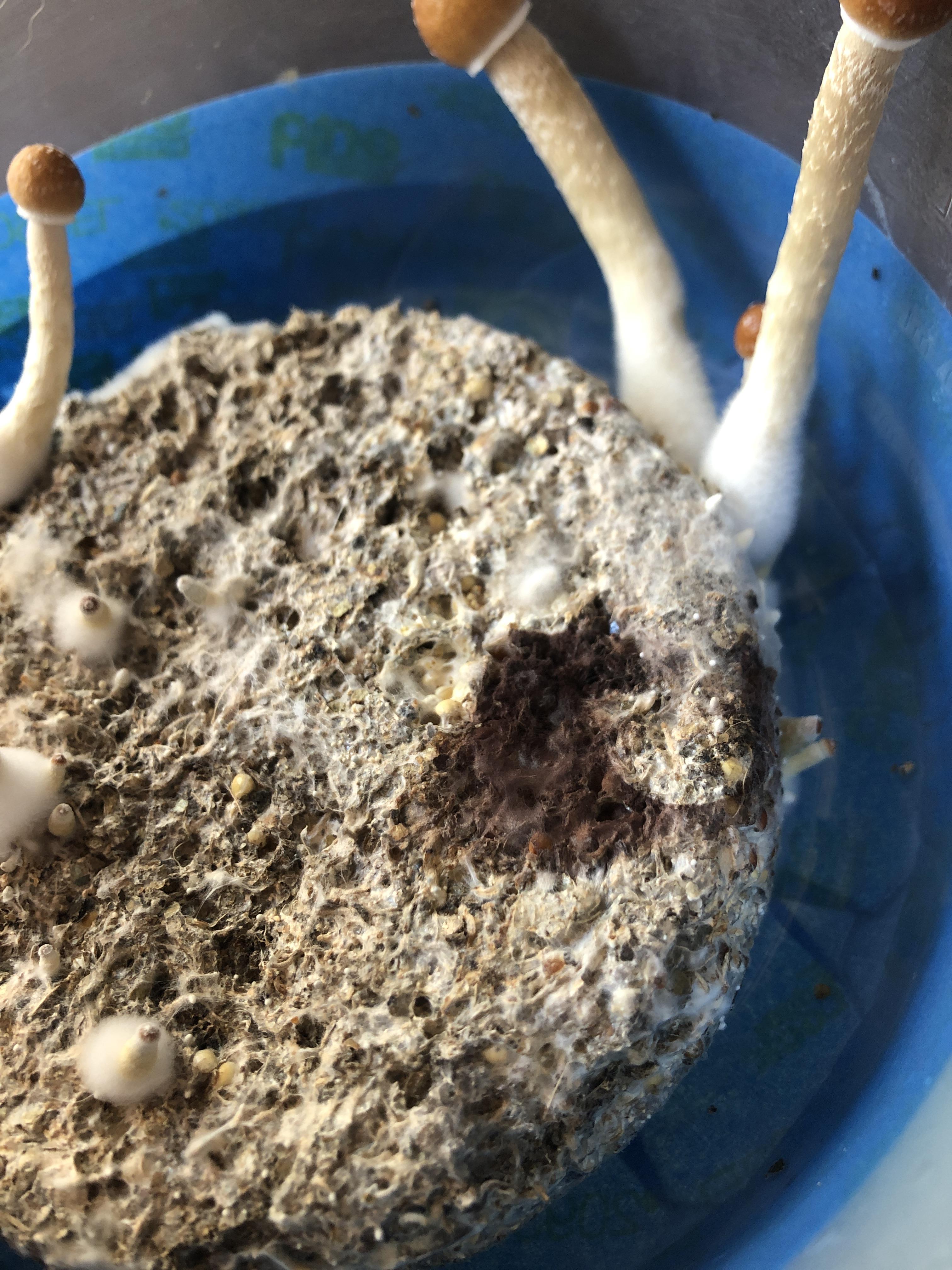 [general] Brown mold what could it be? Is it dangerous. r/MushroomGrowers