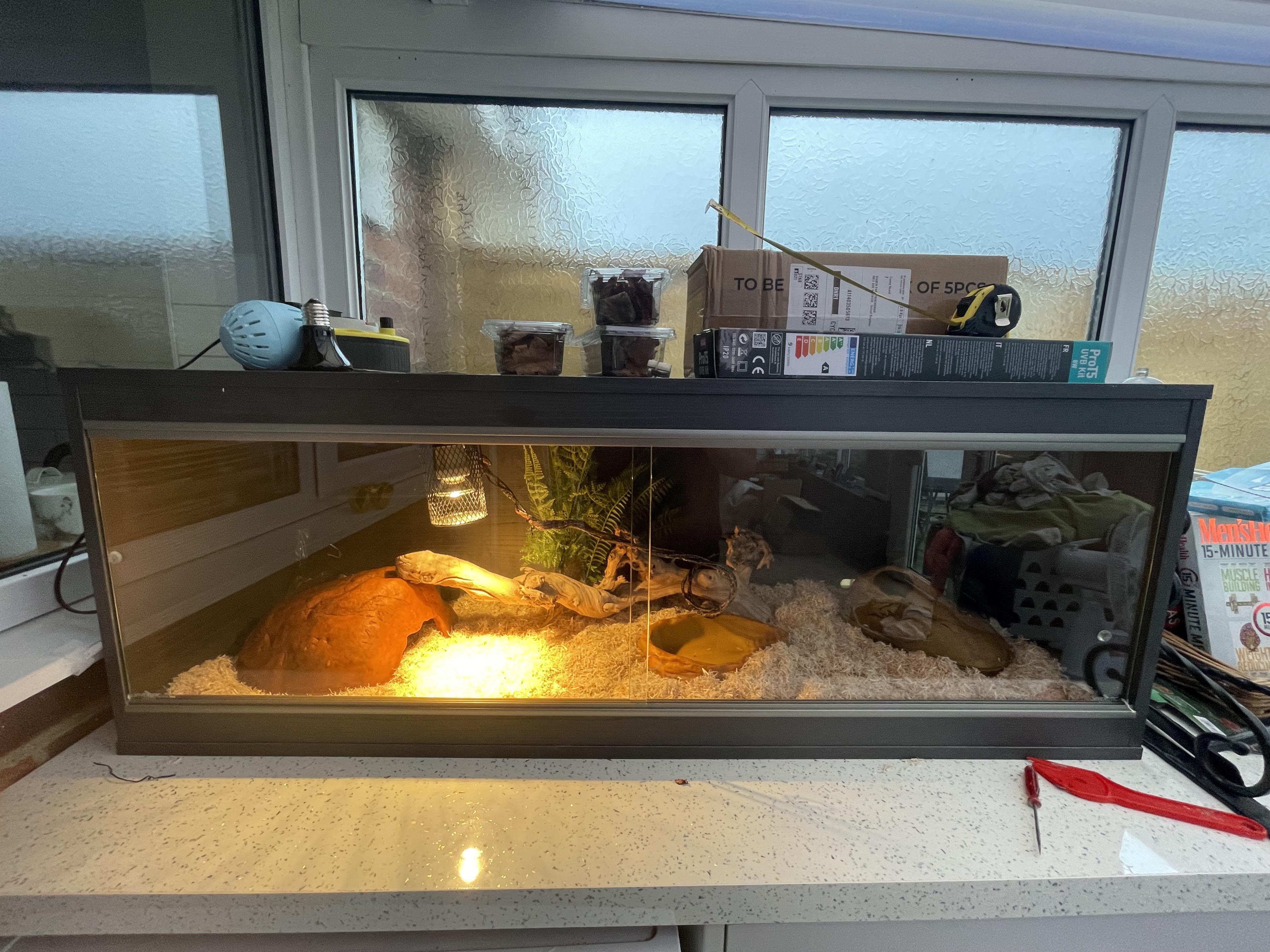 Thoughts on updated cornsnake enclosure? Down sized the lamp cage and