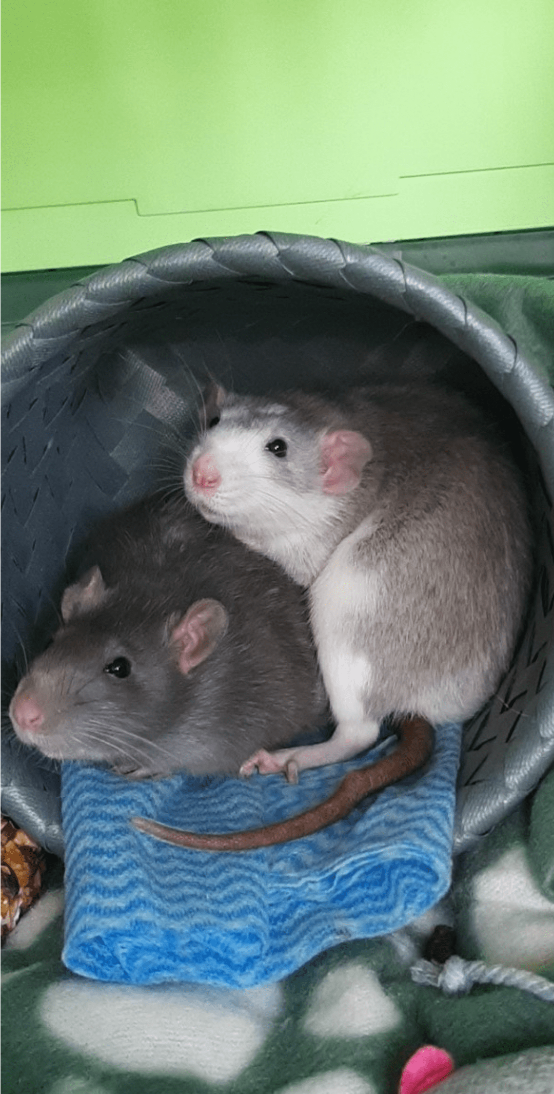 Littermates? r/RATS